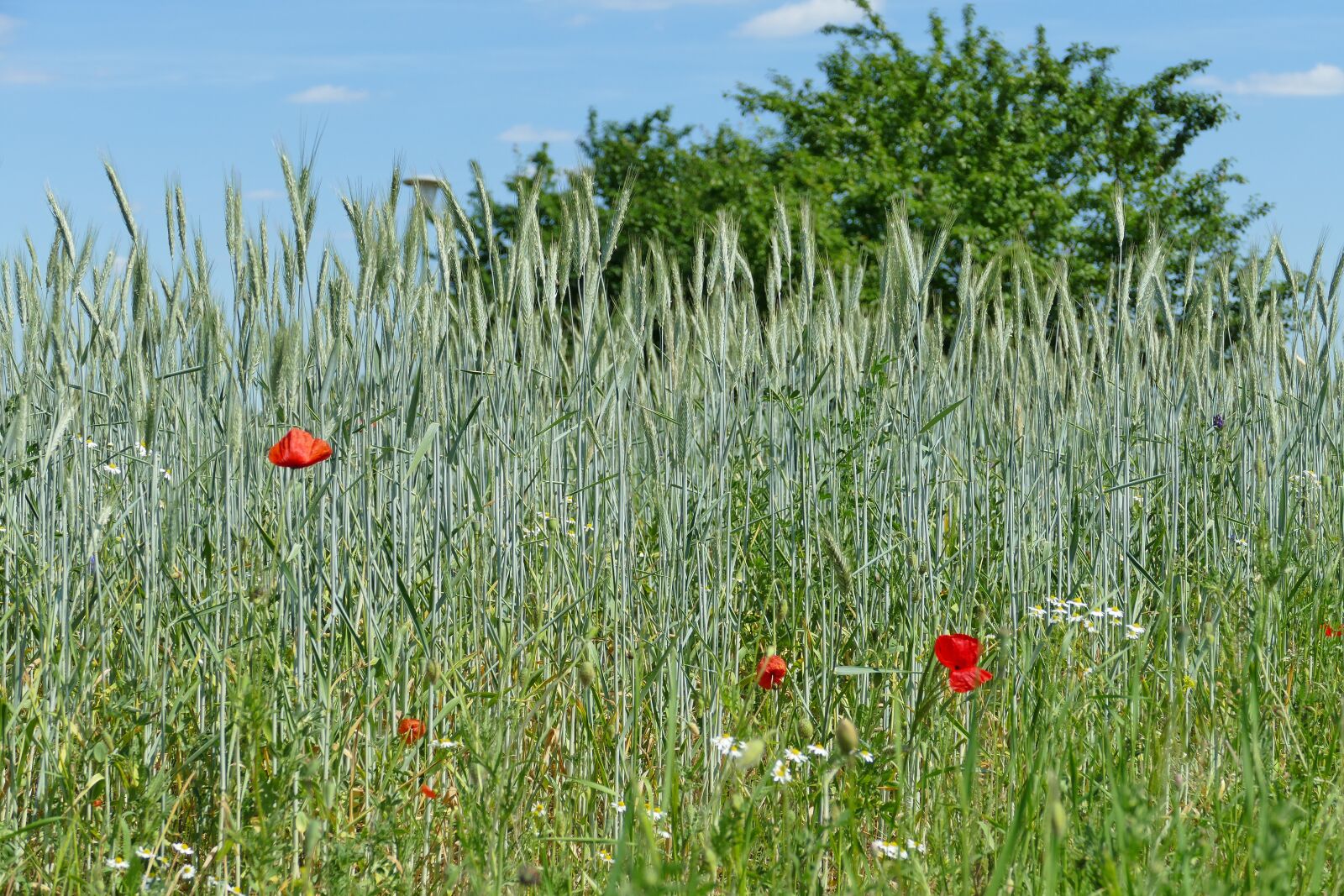 Panasonic Lumix DMC-FZ1000 sample photo. Cereals, field, summer photography