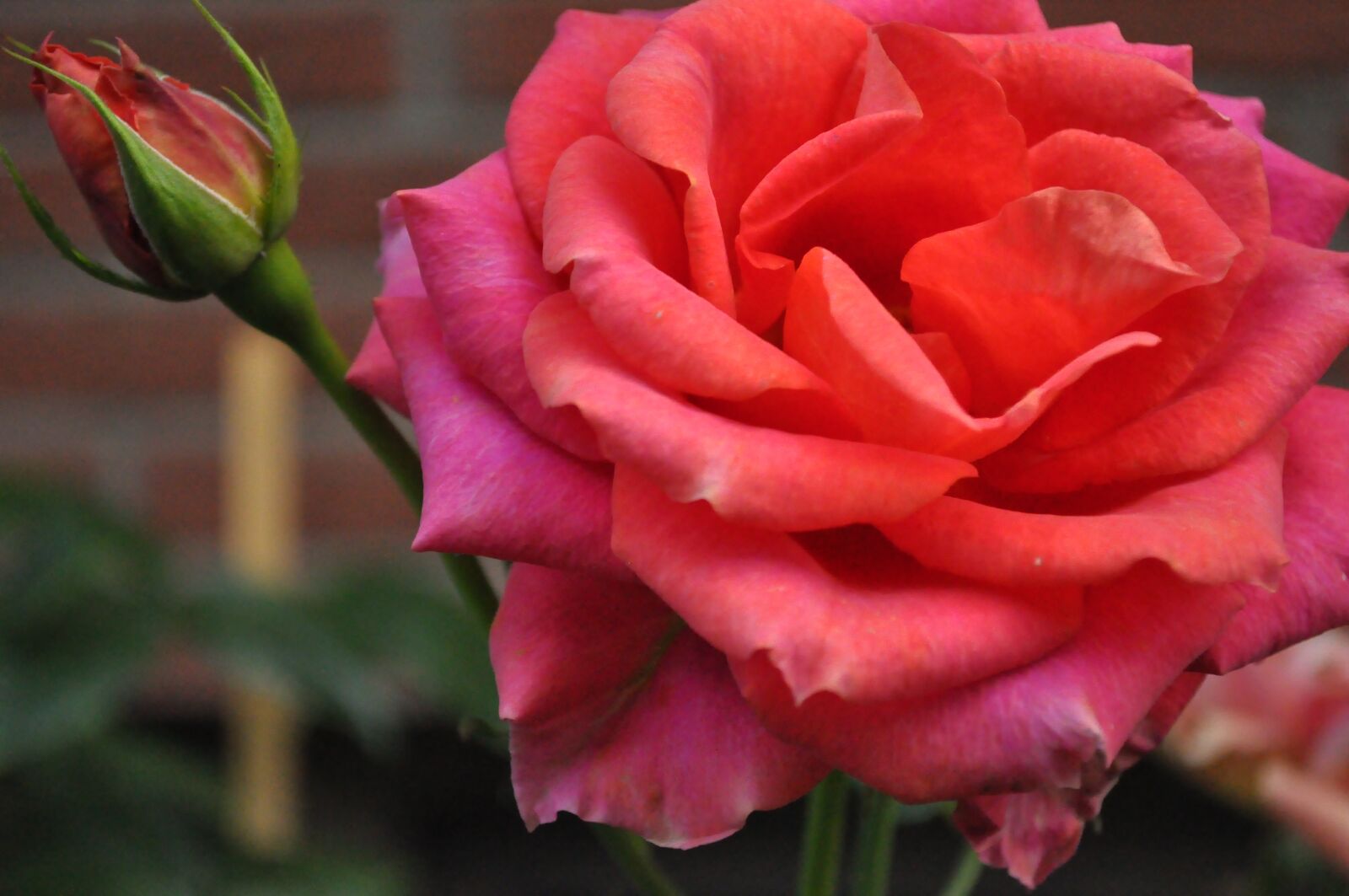 Nikon D5000 sample photo. Rose bloom, pink, flower photography