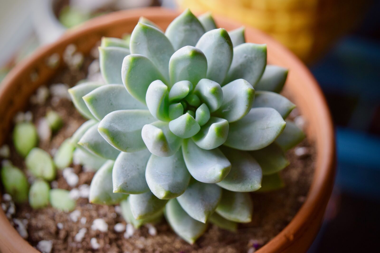 Nikon D3300 sample photo. Succulent, flower, nature photography