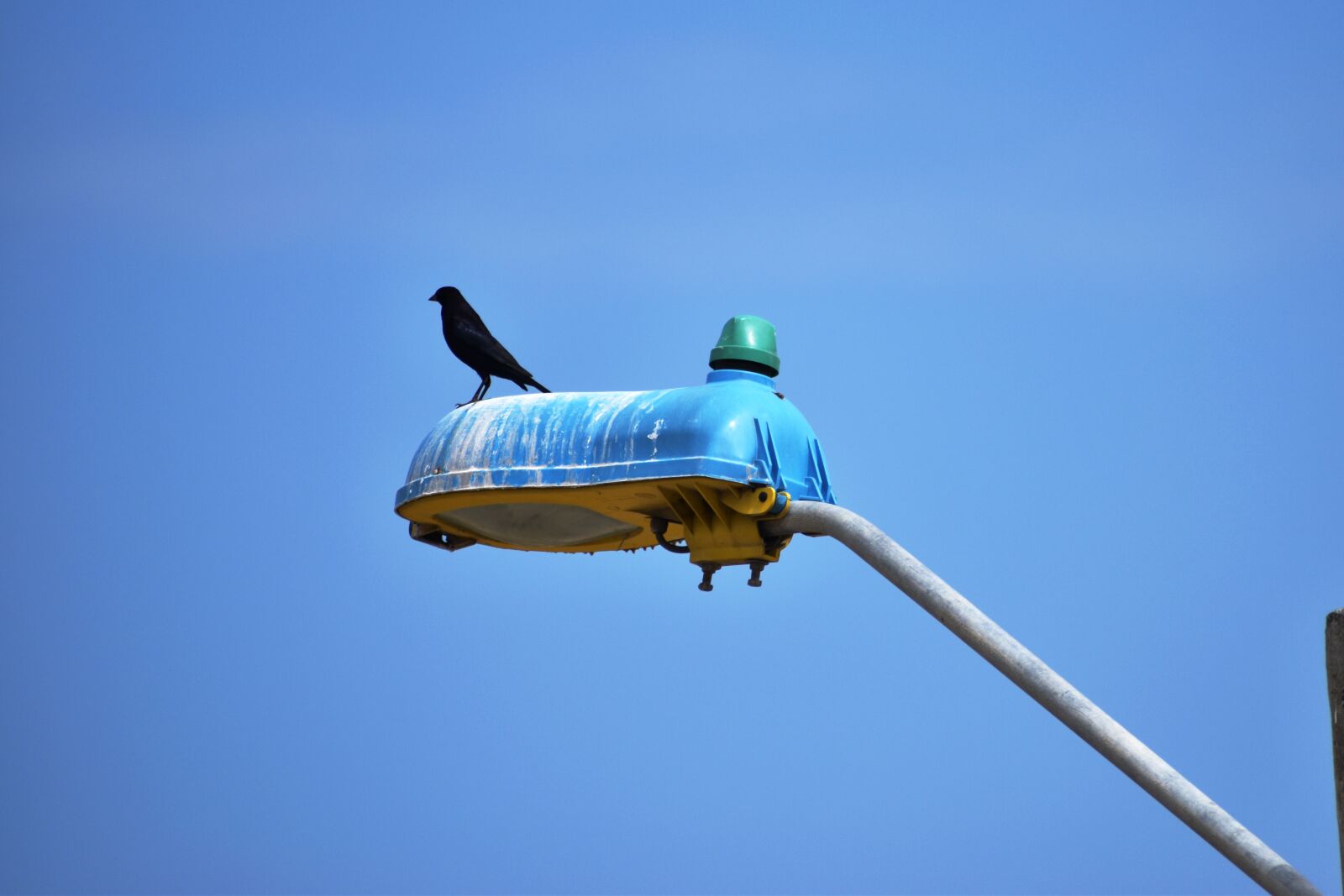 Nikon D5600 sample photo. Black bird, nature, crow photography