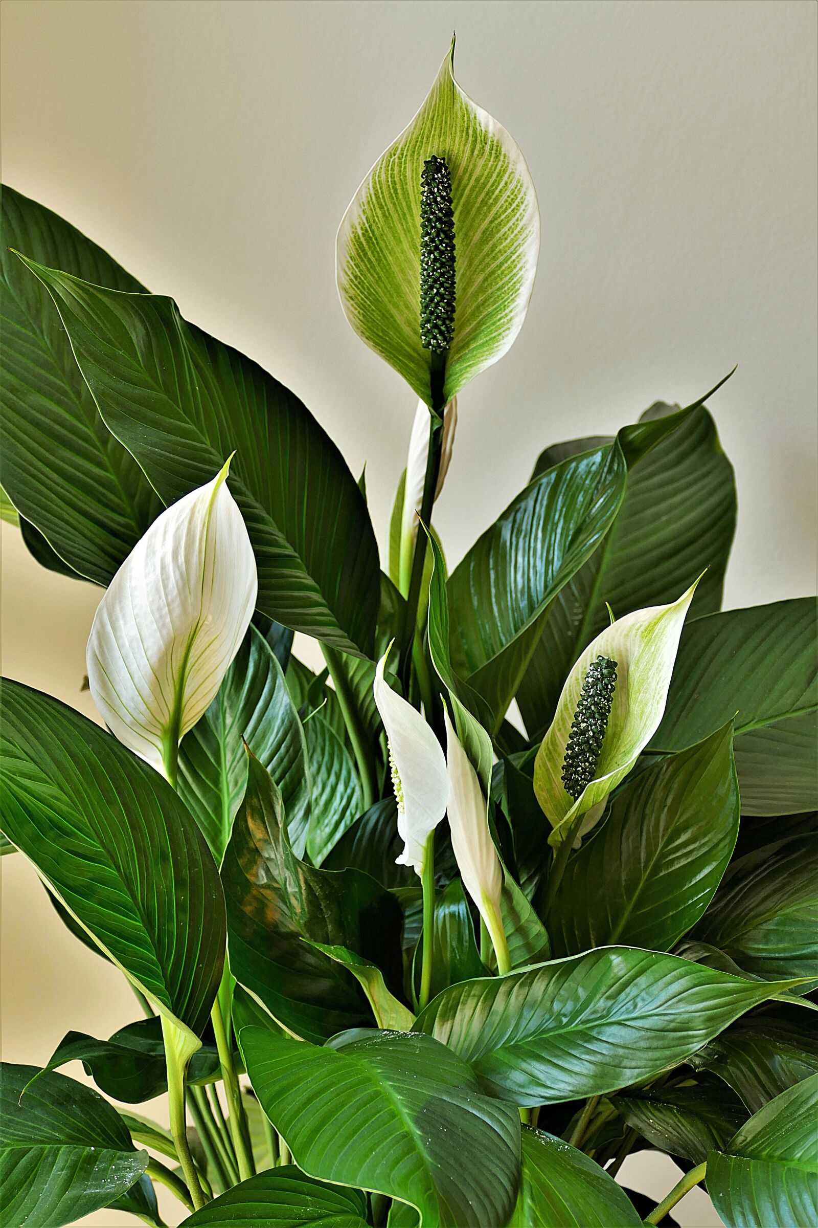 Panasonic Lumix DMC-FZ1000 sample photo. Peace lilies, ornamental plants photography