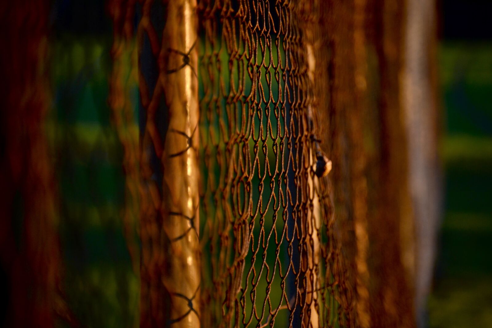 Nikon D3100 sample photo