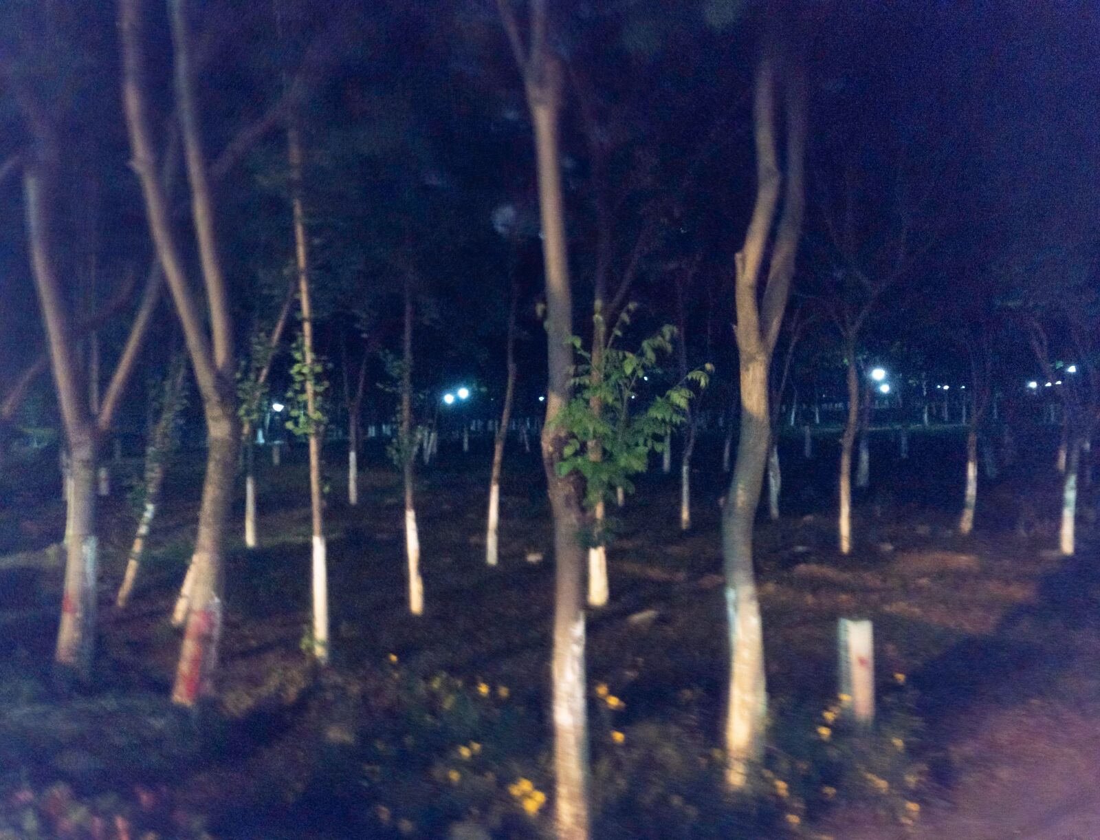 iPhone X back camera 4mm f/1.8 sample photo. Trees, night, the impatient photography