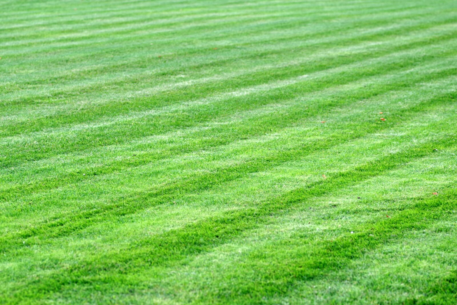 Pentax K-S2 sample photo. Grass, meadow, lawn photography