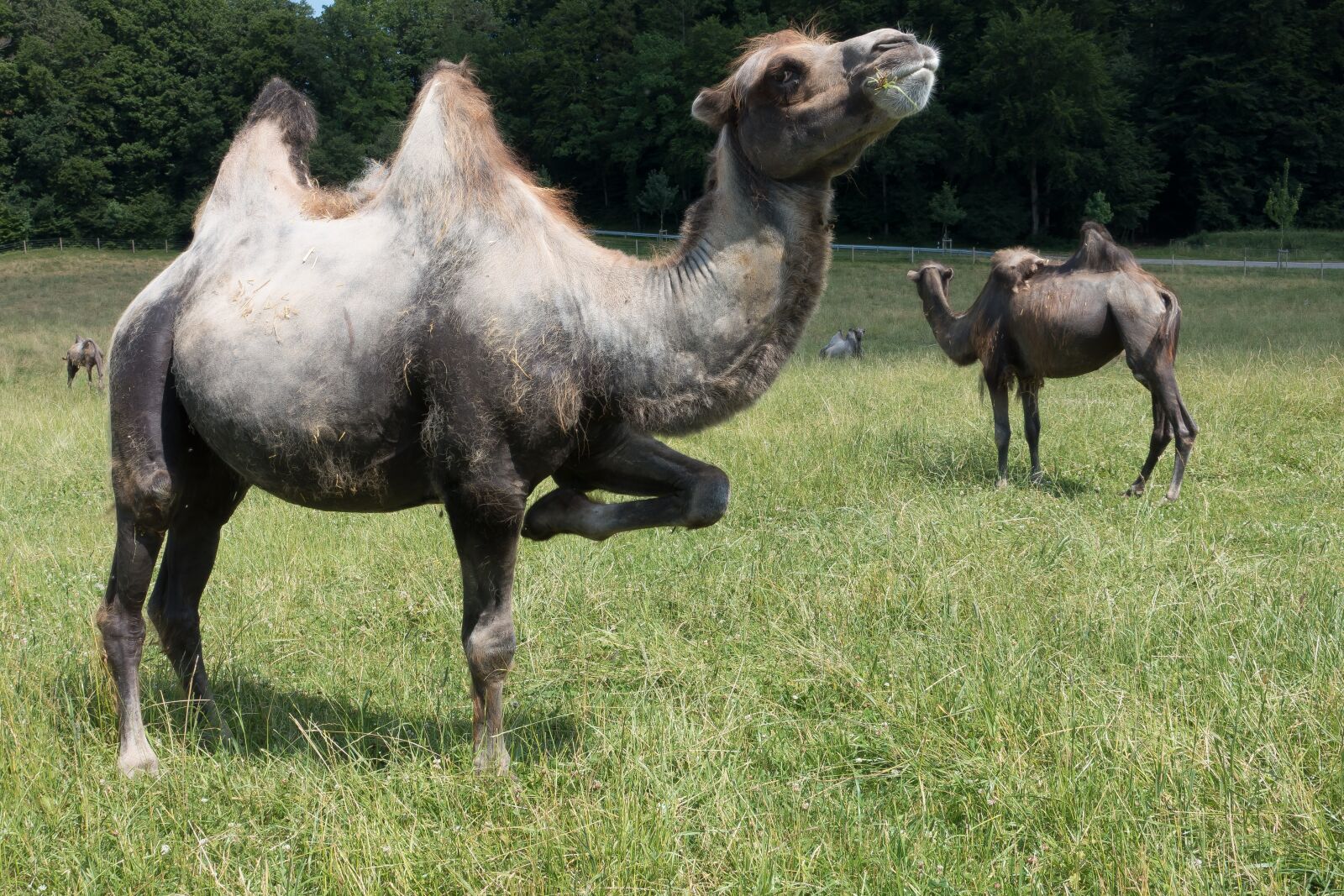 Sony Cyber-shot DSC-RX100 III sample photo. Camel, camelus bactrianus, paarhufer photography