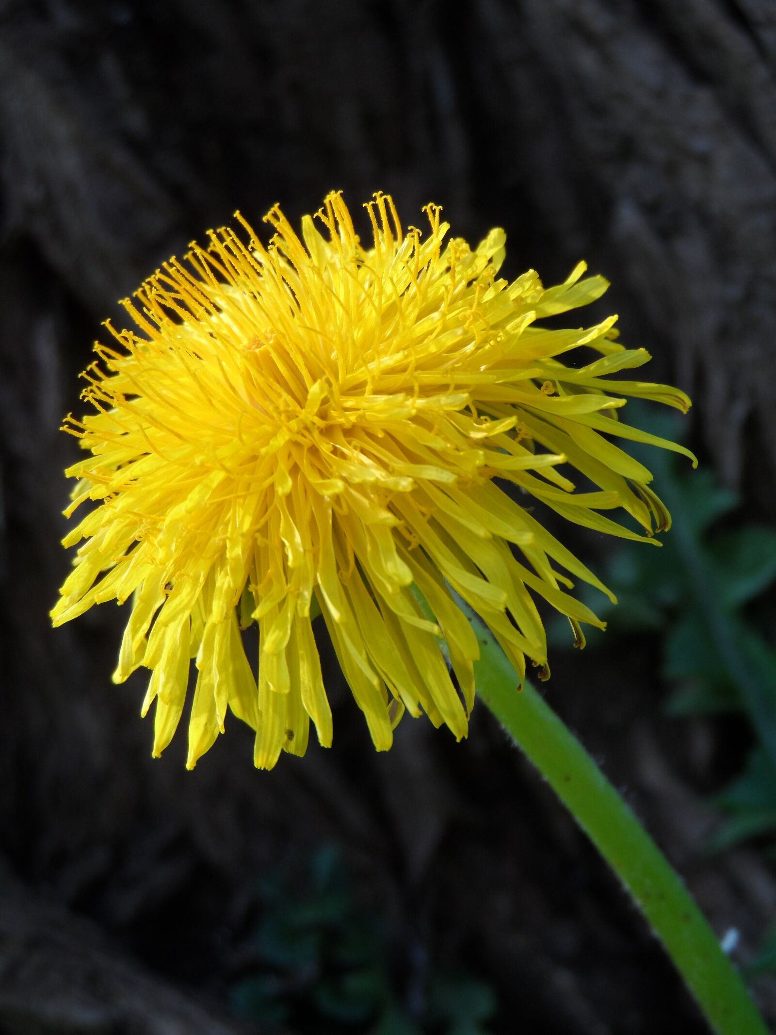 Samsung WB150 / WB150F / WB152 / WB152F / WB151 sample photo. Dandelion, blossom, bloom photography