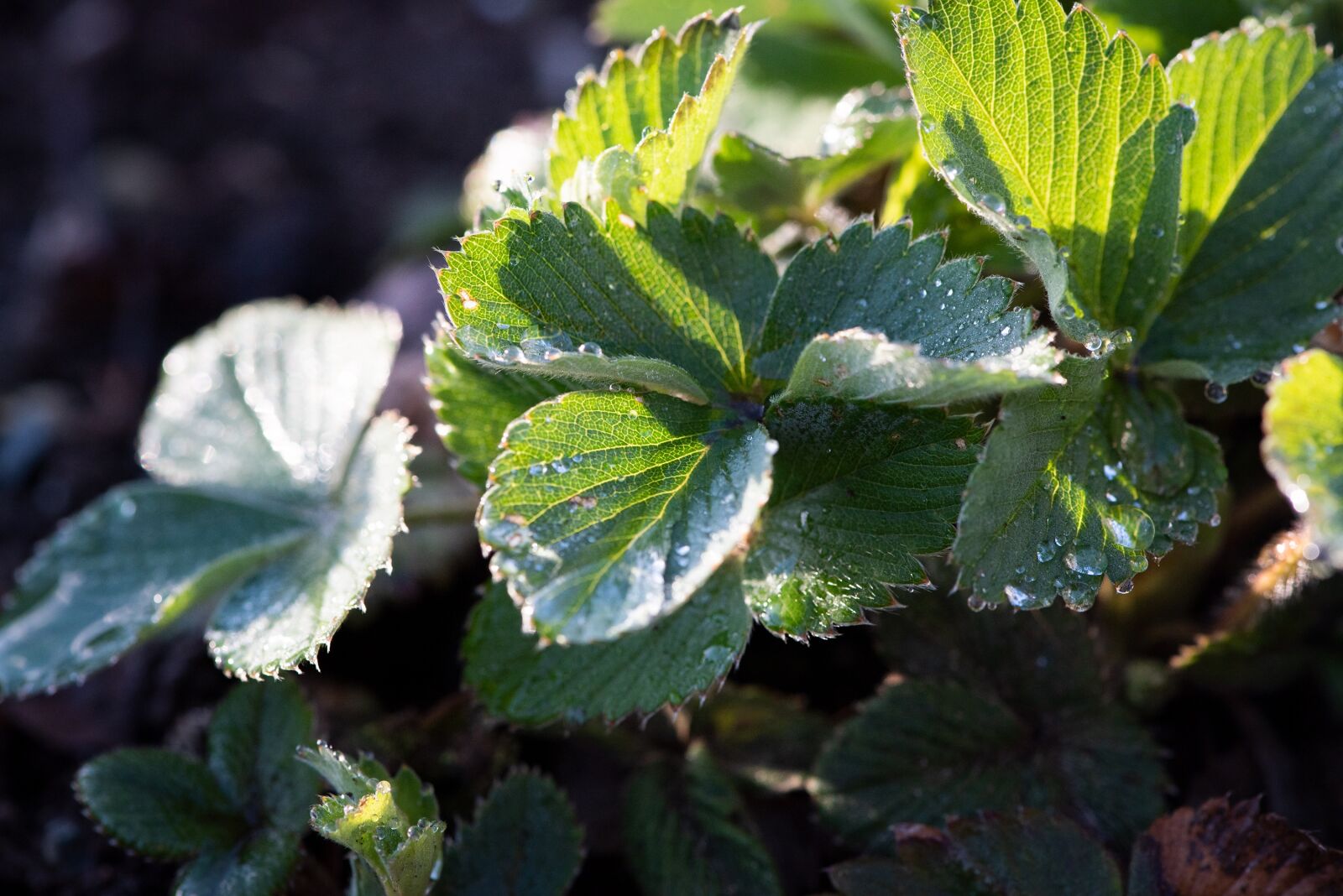 Nikon D750 sample photo. Strawberry leaves, leaves, green photography