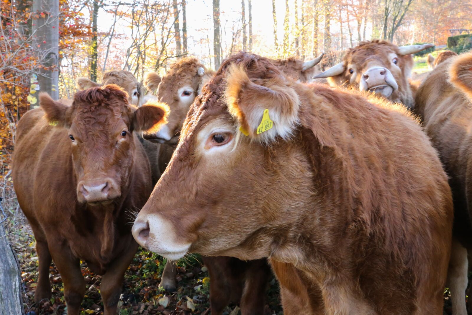 Canon EF 24-105mm F4L IS II USM sample photo. Cow herd, herd of photography
