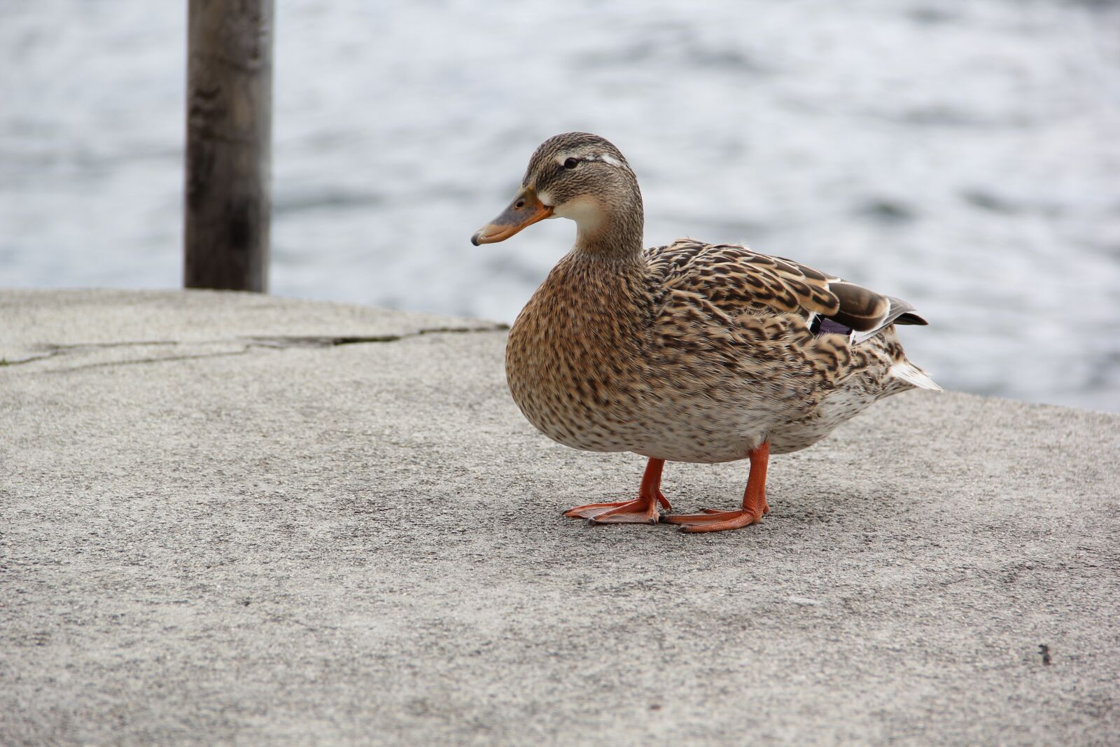Canon EOS 60D sample photo. Duck, bird, animal photography