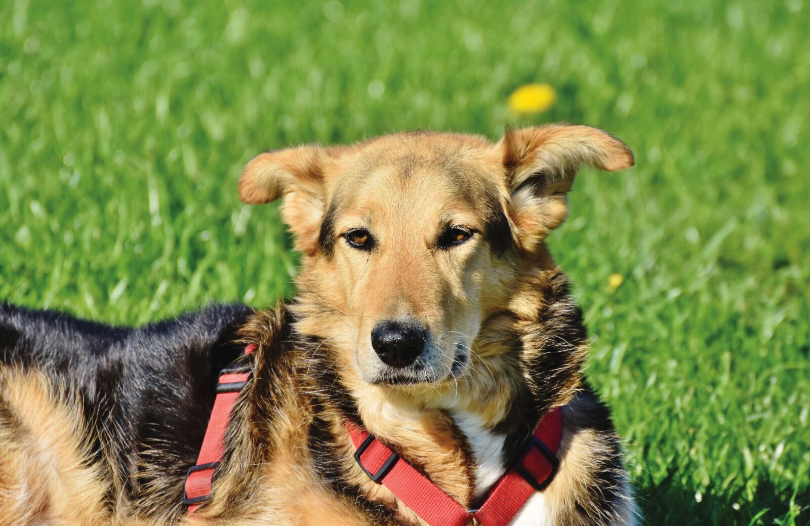 Nikon D7200 sample photo. Shepherd mongrel, mixed breed photography