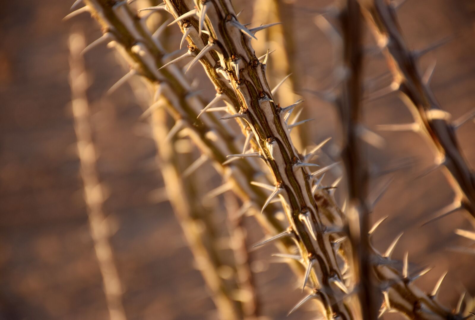 Nikon D7200 sample photo. Desert, plants, ocotillo photography