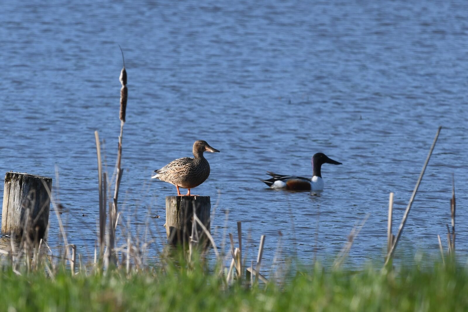 Nikon D7500 sample photo. Birds, body of water photography