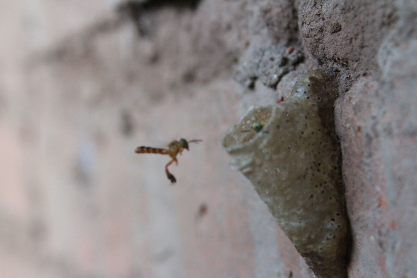 Canon EOS 1300D (EOS Rebel T6 / EOS Kiss X80) sample photo. Abejas, bolivia, cotoca, miel photography