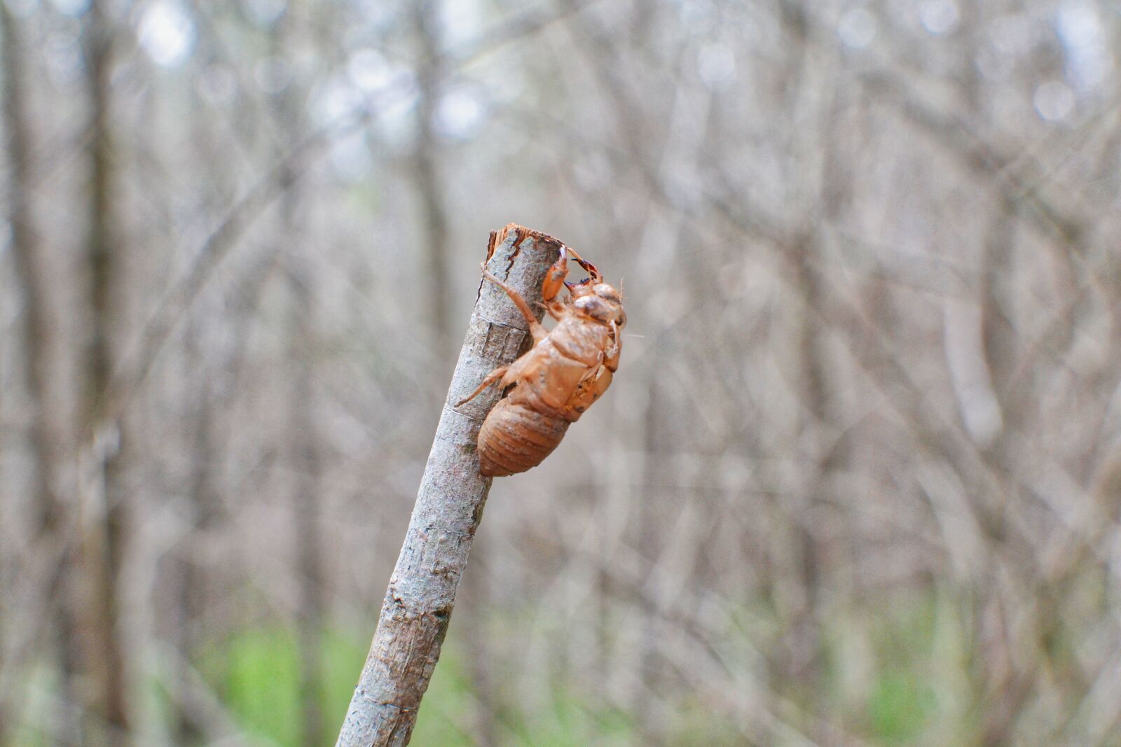 Nikon D3100 sample photo. Bush, walk, cicada, insect photography