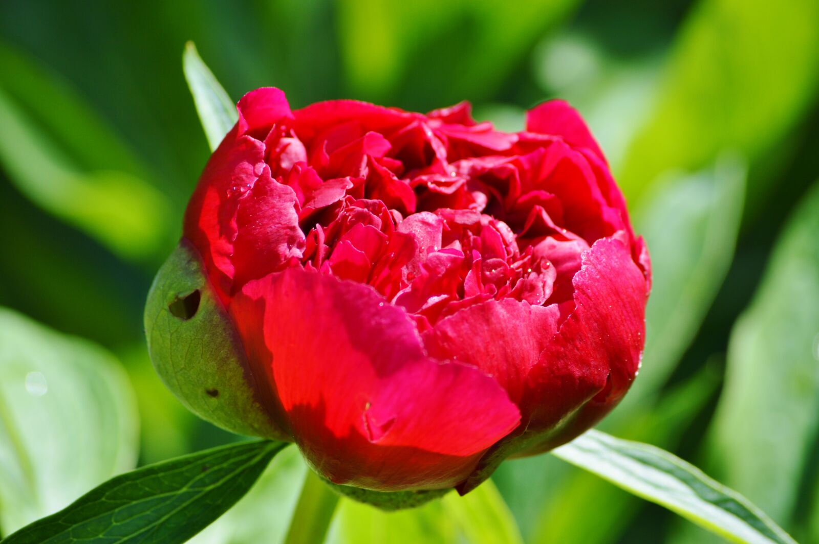 Nikon D3200 sample photo. Peony, flower, flower garden photography