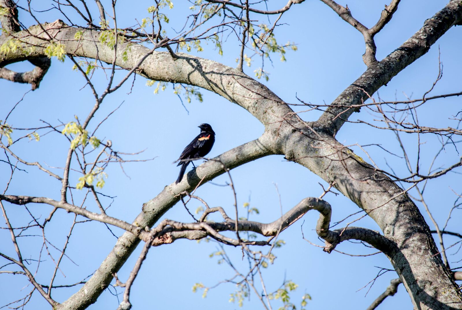 Canon EOS 700D (EOS Rebel T5i / EOS Kiss X7i) sample photo. Tree, nature, bird photography