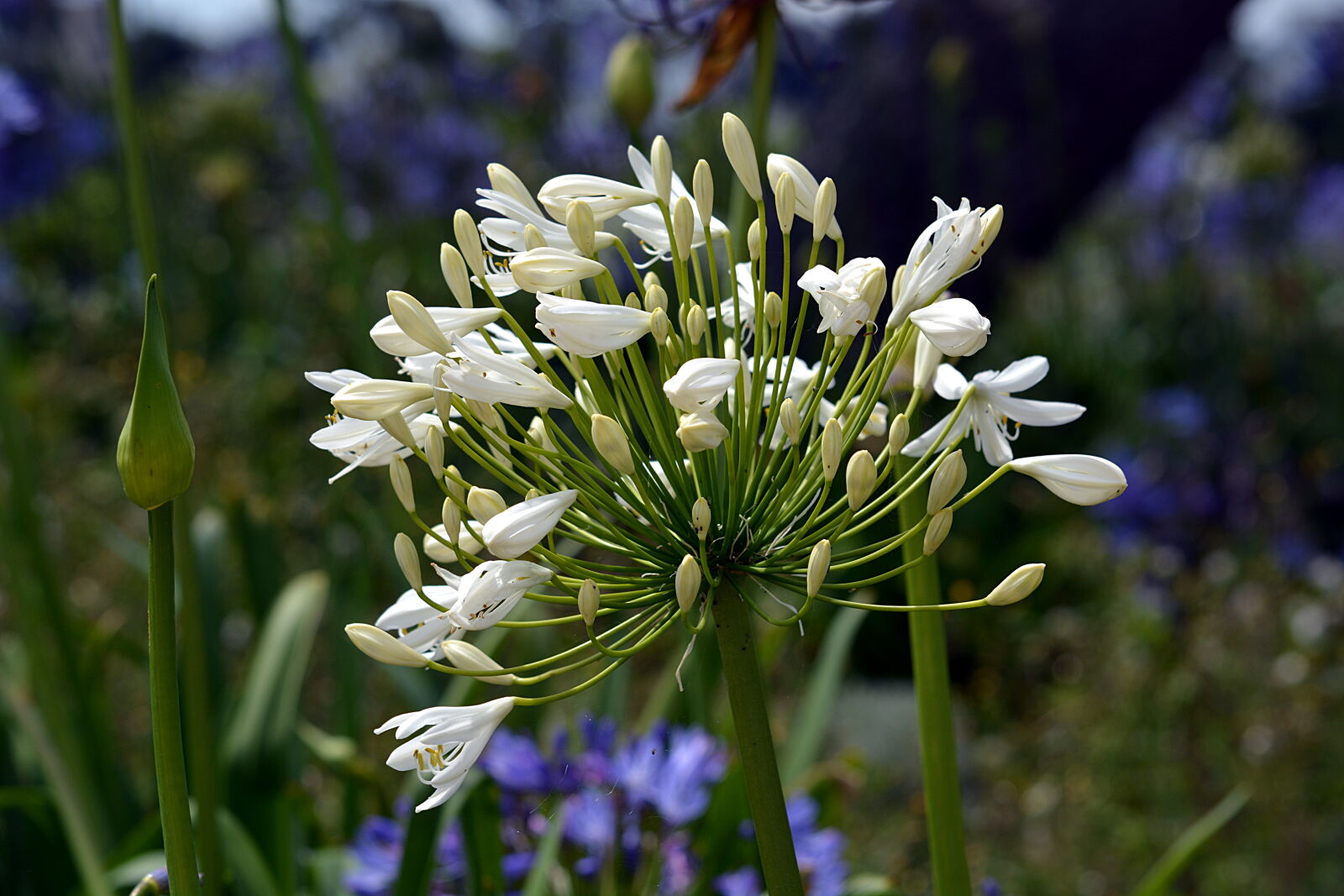 Nikon D5200 sample photo. Botanique, decoratif, oignon, fleur photography
