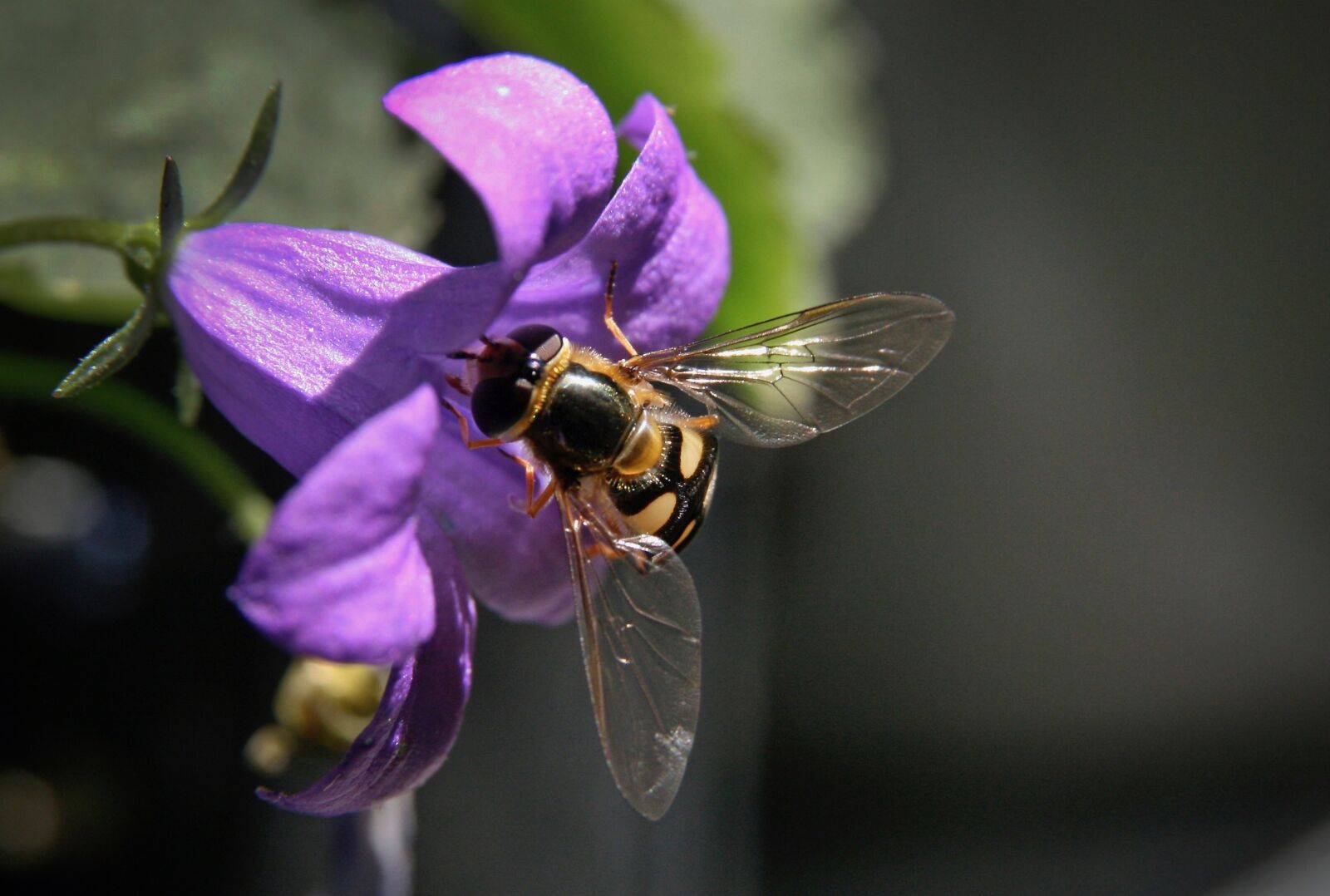 Canon EOS 400D (EOS Digital Rebel XTi / EOS Kiss Digital X) sample photo. Insect, hoverfly, blossom photography