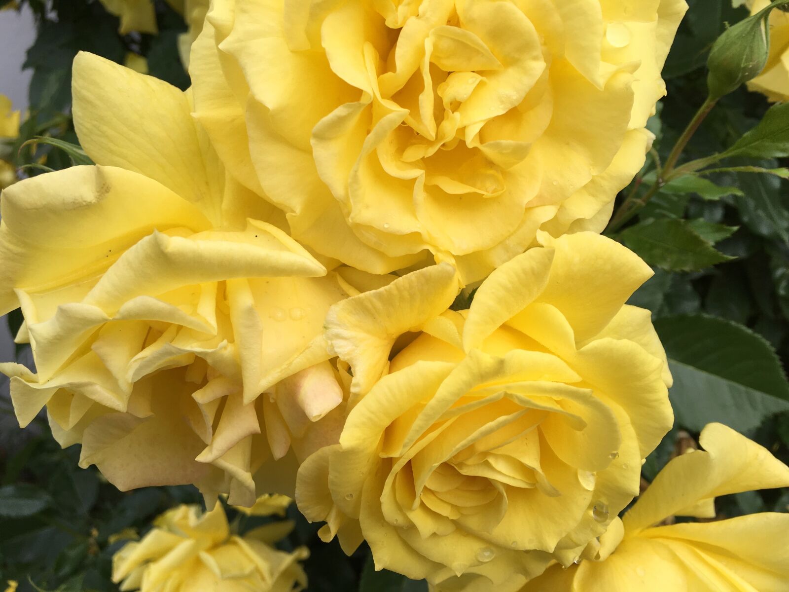 Apple iPhone 6s sample photo. Rose, yellow, fragrance photography
