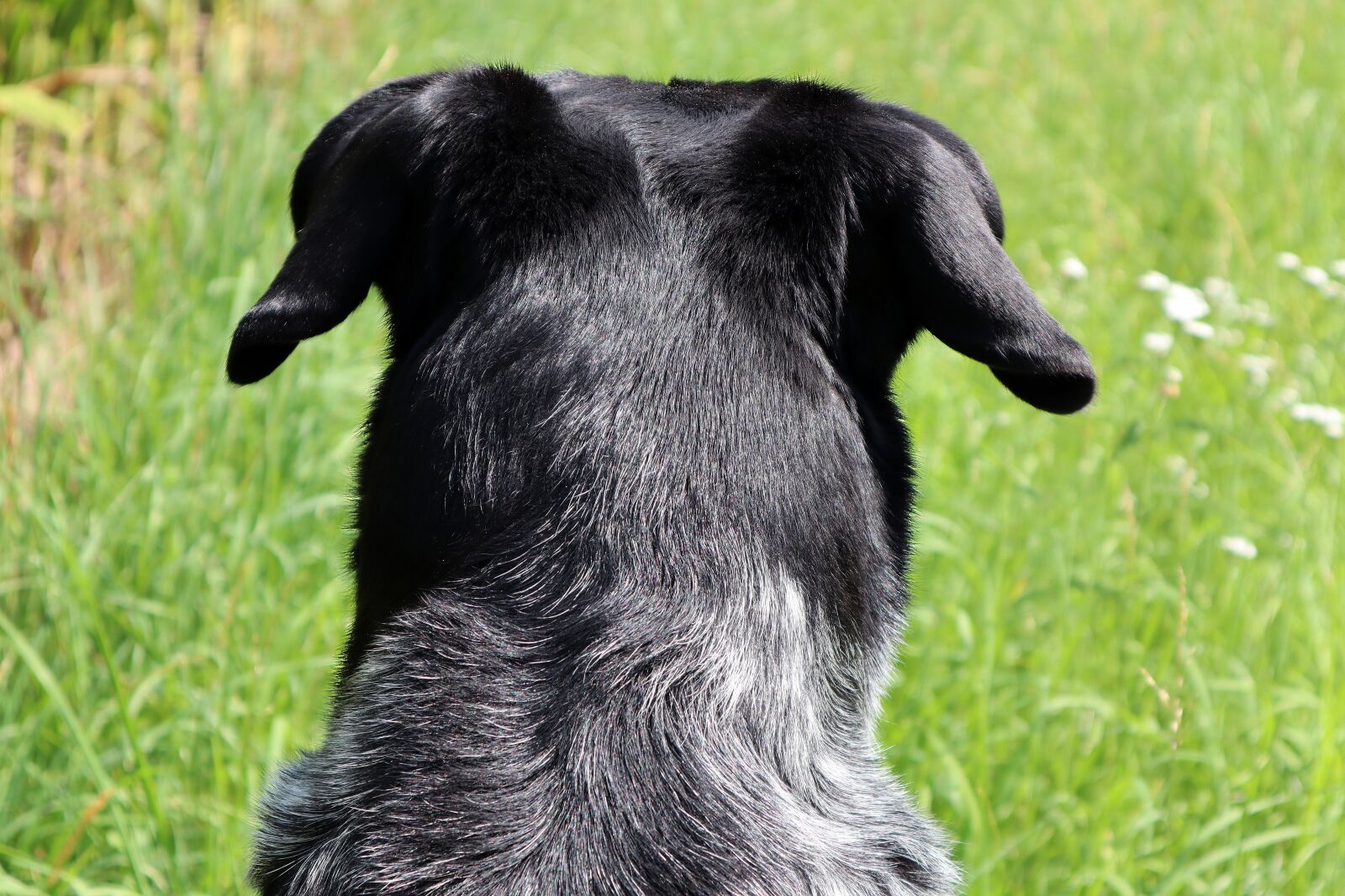 Canon EF-M 15-45mm F3.5-6.3 IS STM sample photo. Dog, head, black photography