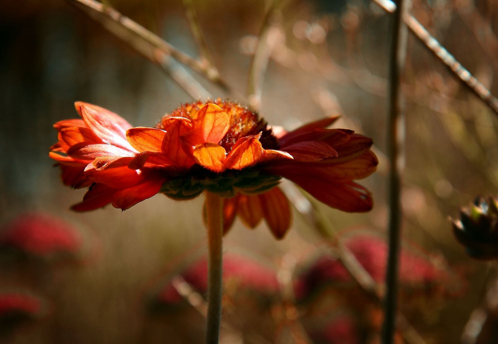Canon EOS 1000D (EOS Digital Rebel XS / EOS Kiss F) sample photo. Nature, flower, plant photography