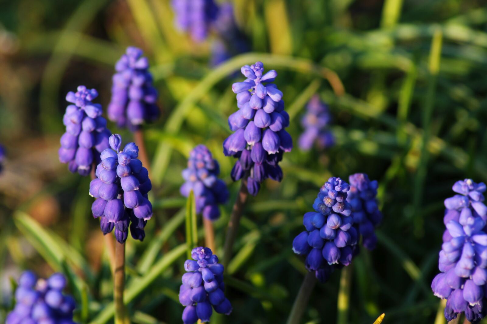 Canon EOS 1100D (EOS Rebel T3 / EOS Kiss X50) sample photo. Muscari, blue, purple photography