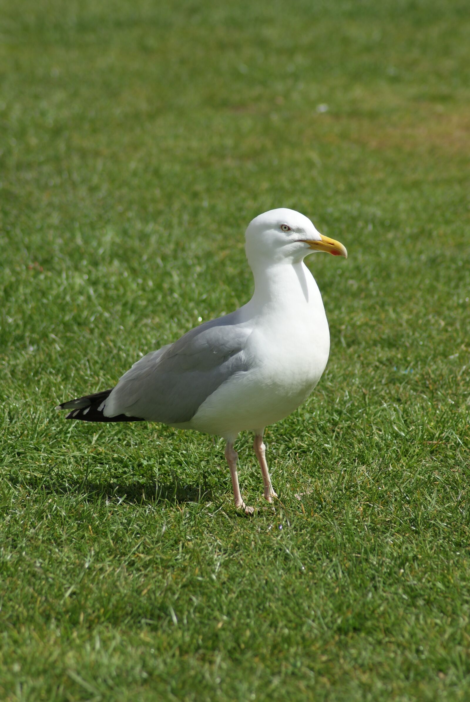 Sony Alpha DSLR-A230 sample photo. Bird, the seagull, animal photography
