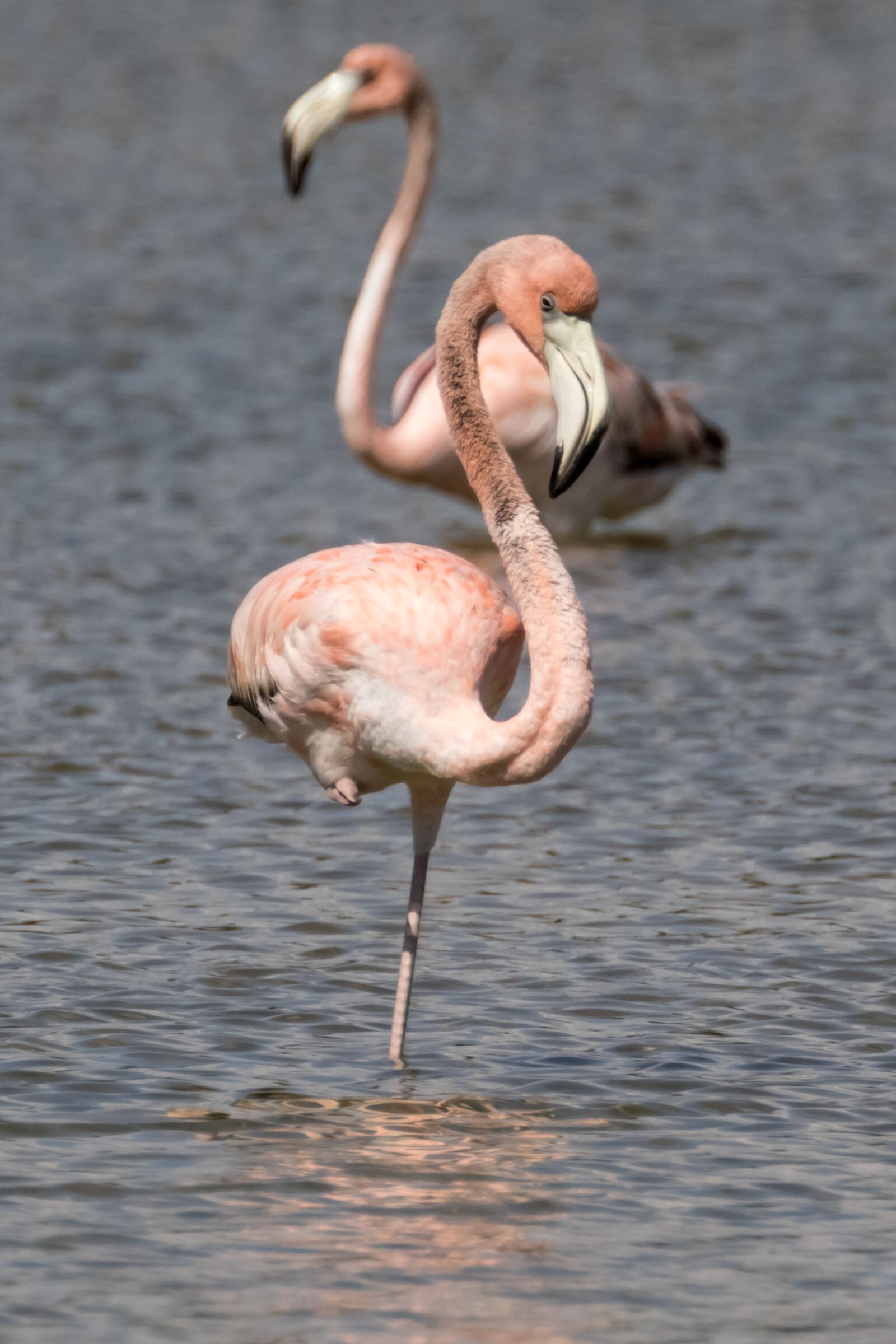 Canon EOS 7D Mark II sample photo. Water, bird, wildlife photography