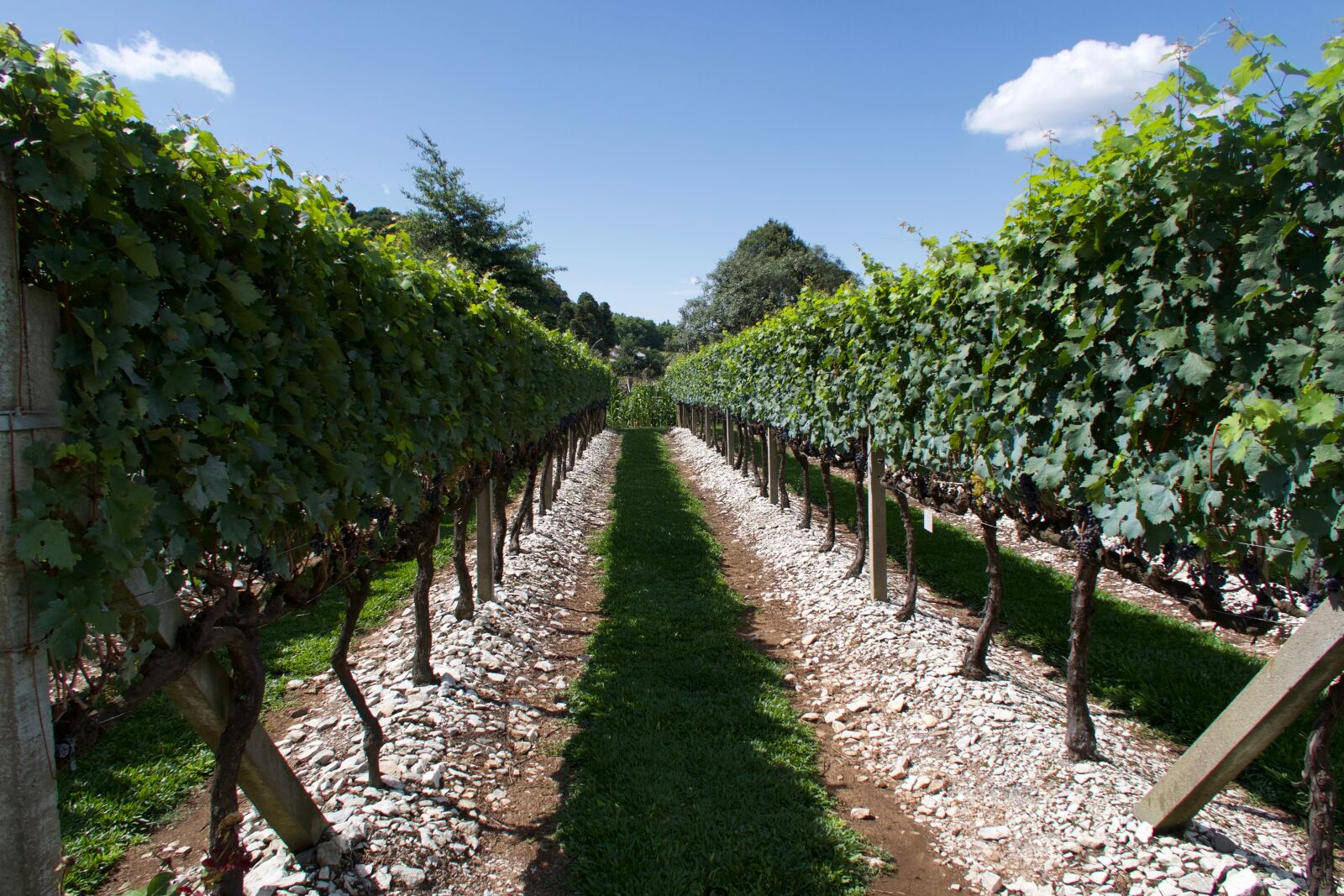 Canon PowerShot G7 X Mark II sample photo. The vines, grapes, vineyard photography