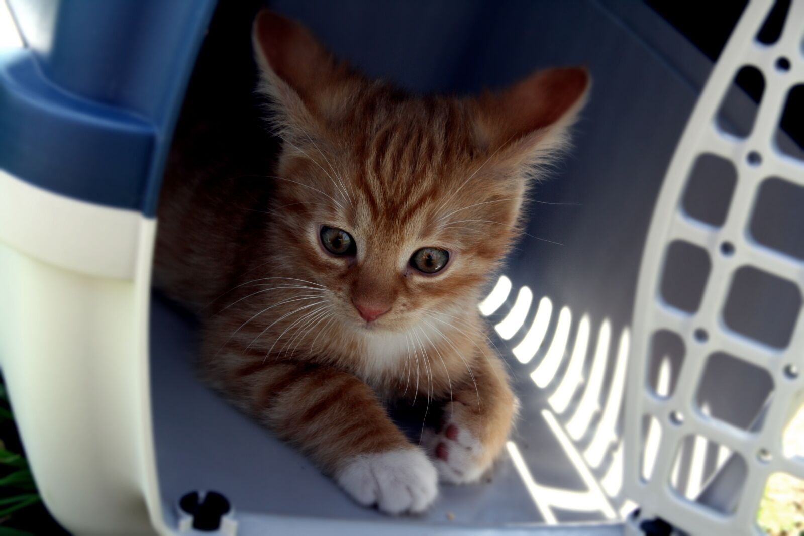 Canon EOS 400D (EOS Digital Rebel XTi / EOS Kiss Digital X) sample photo. Cat, transport box, kitten photography