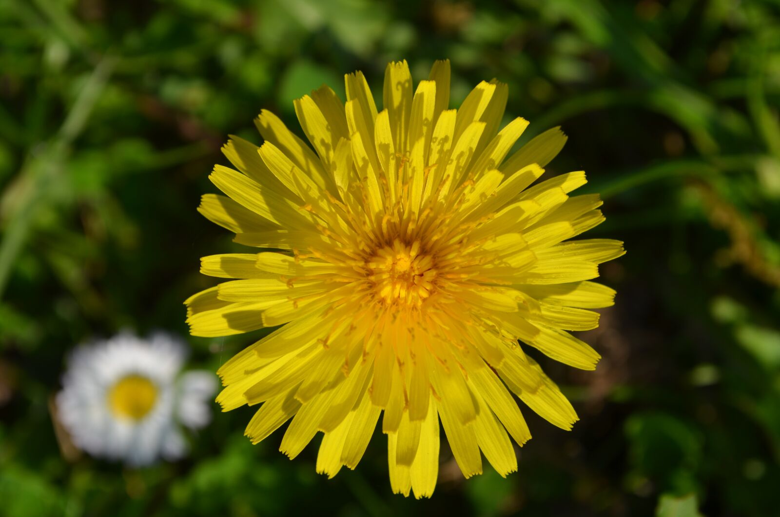 Nikon D5100 sample photo. Dandelion, flowering, pointed flower photography
