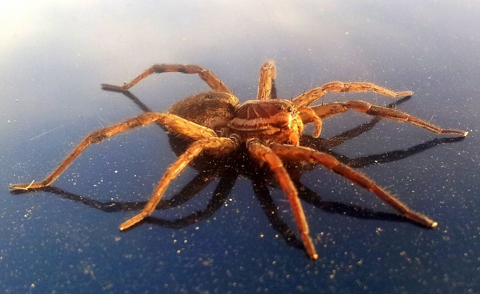 Samsung Galaxy S2 sample photo. Arachnids, araneae, arthropoda photography