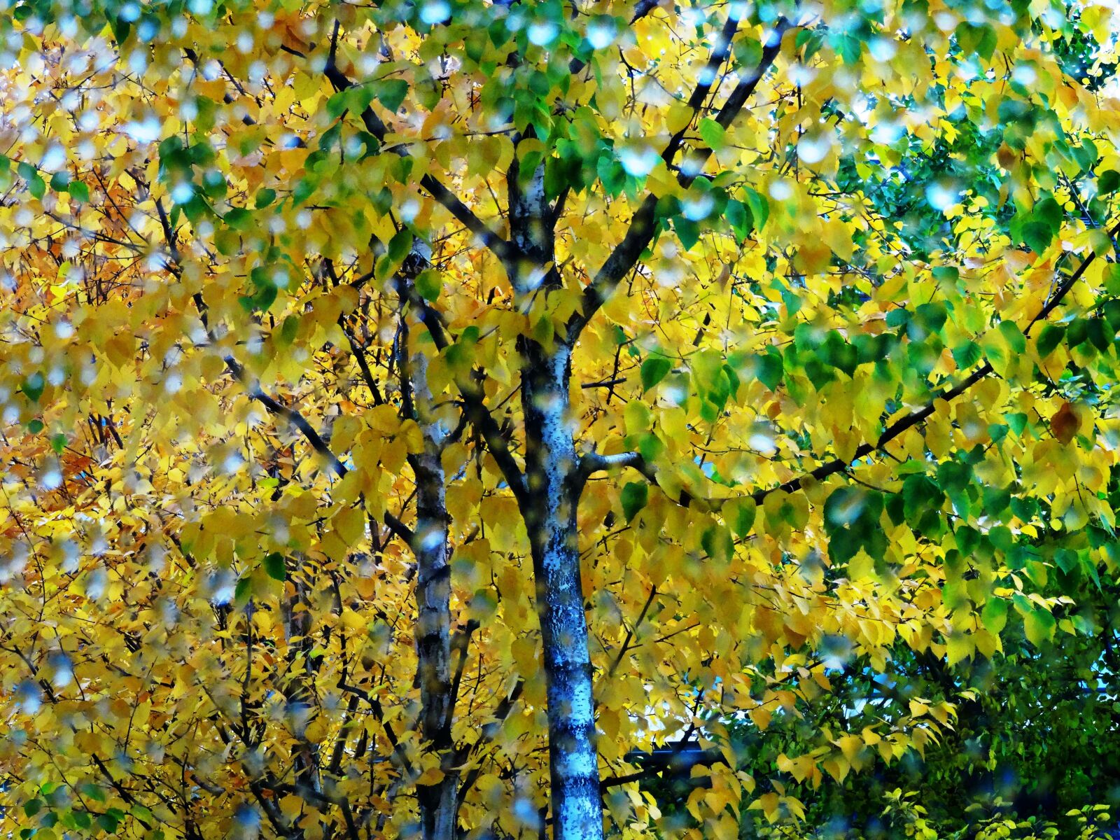 Sony Cyber-shot DSC-HX50V sample photo. Tree, autumn, drop of photography