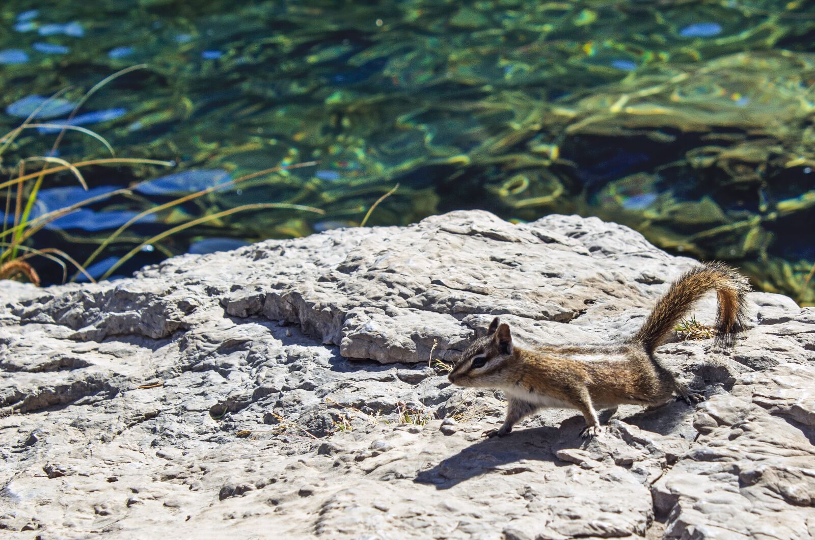 Canon EOS 600D (Rebel EOS T3i / EOS Kiss X5) sample photo. Chipmunk, rock, water photography
