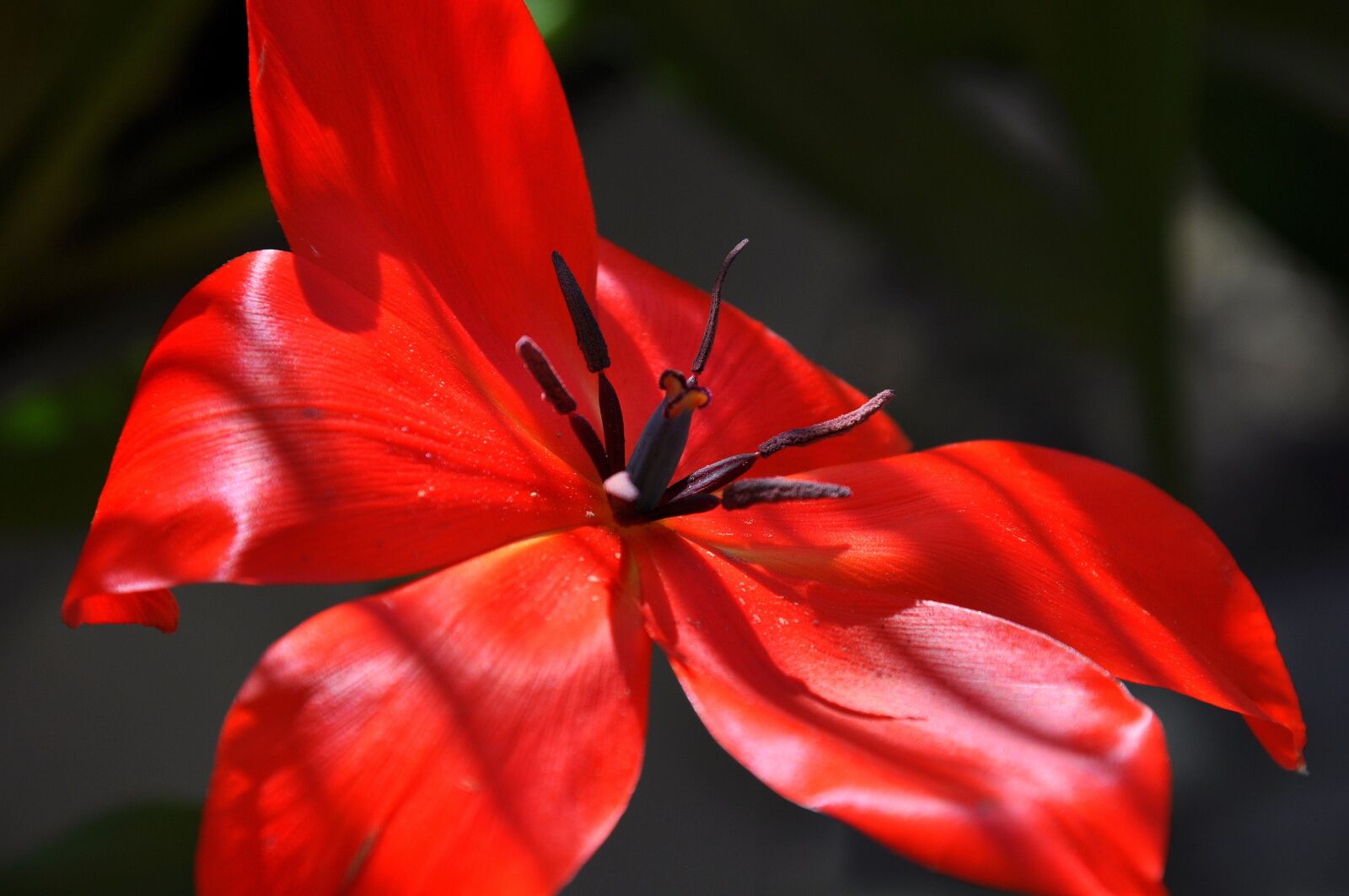 Nikon D5000 sample photo. Blossom, bloom, red photography