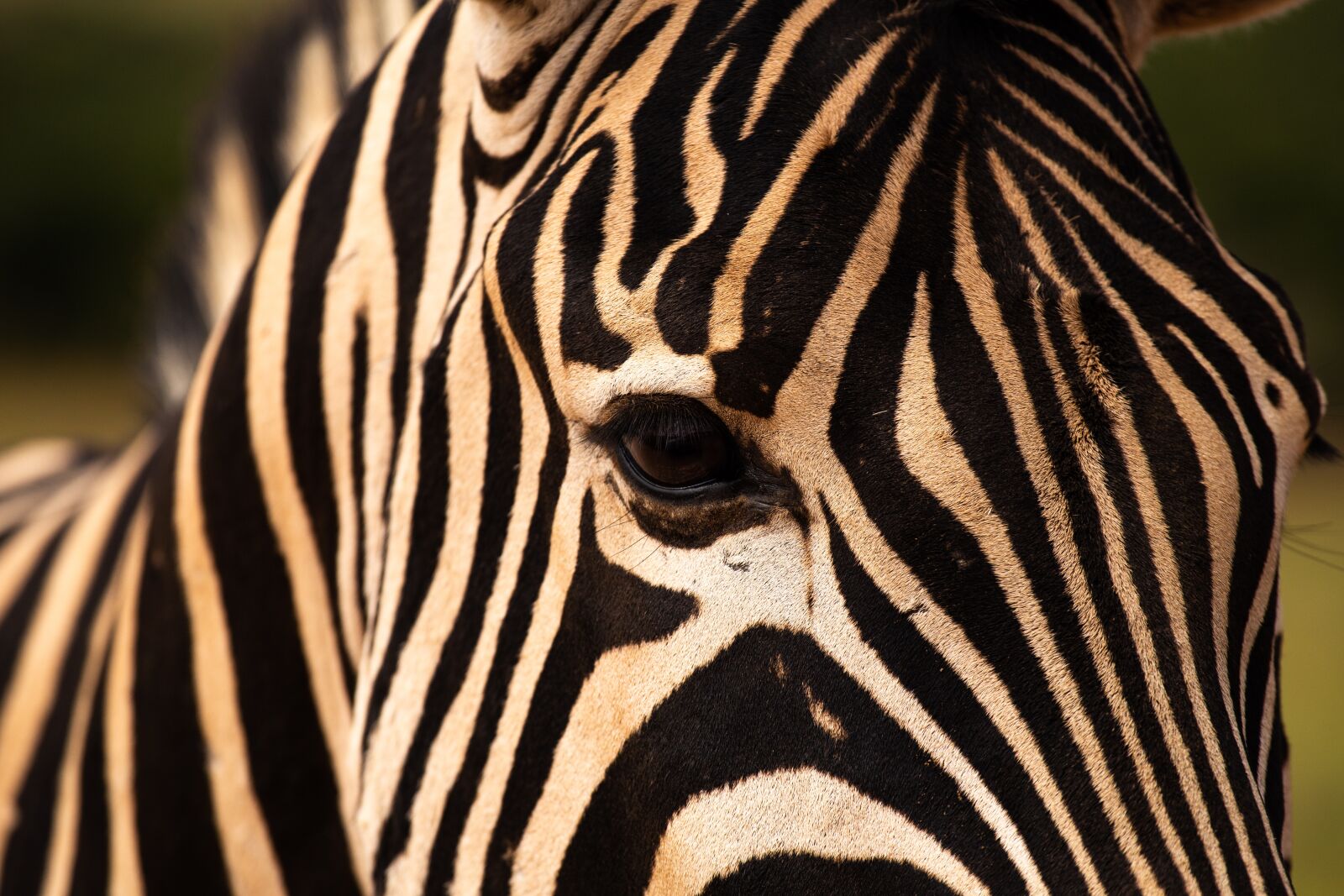 Canon EOS 6D sample photo. Zebra, addo elephant park photography