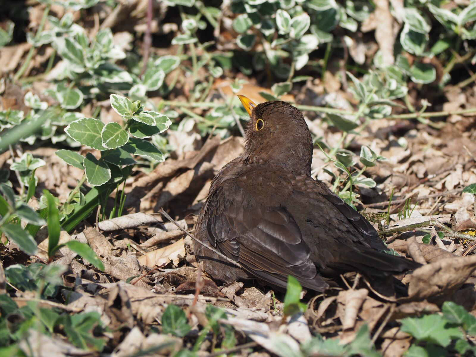Olympus OM-D E-M10 II sample photo. Bird, nature, animal photography