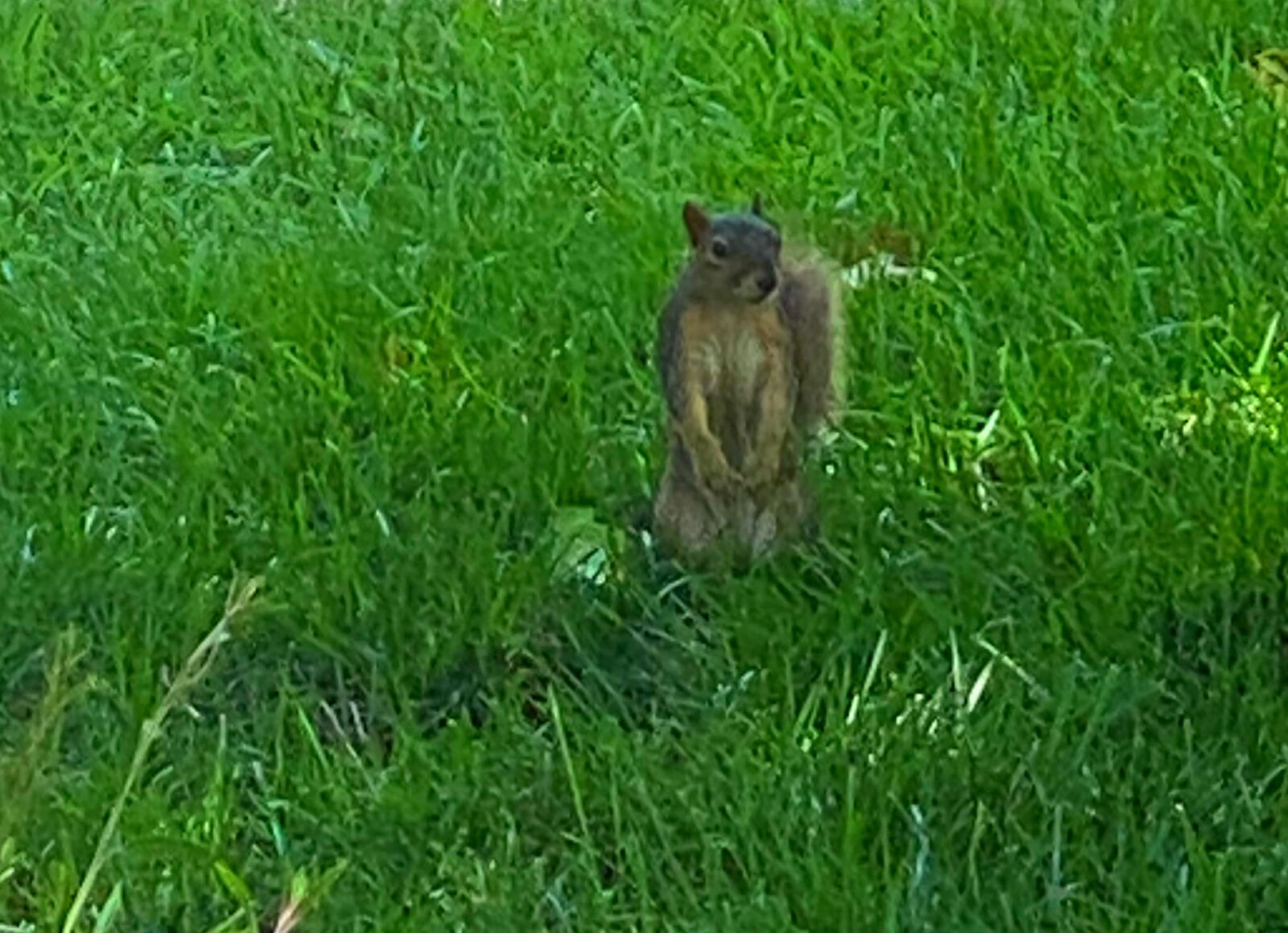 iPhone 11 Pro Max back triple camera 6mm f/2 sample photo. Squirrel, playing, nature photography