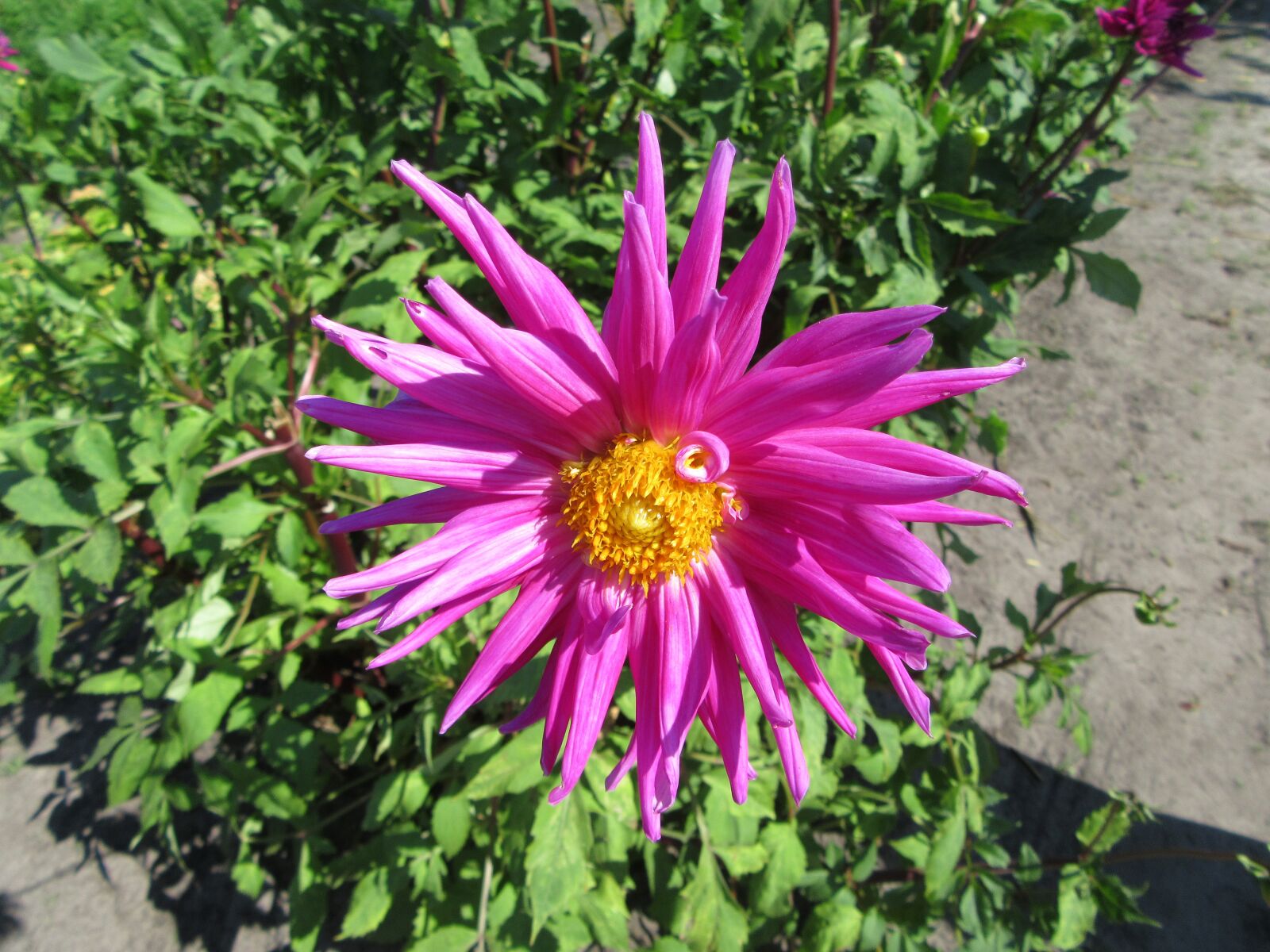 Canon PowerShot SX610 HS sample photo. Dahlia, pink flower, petal photography