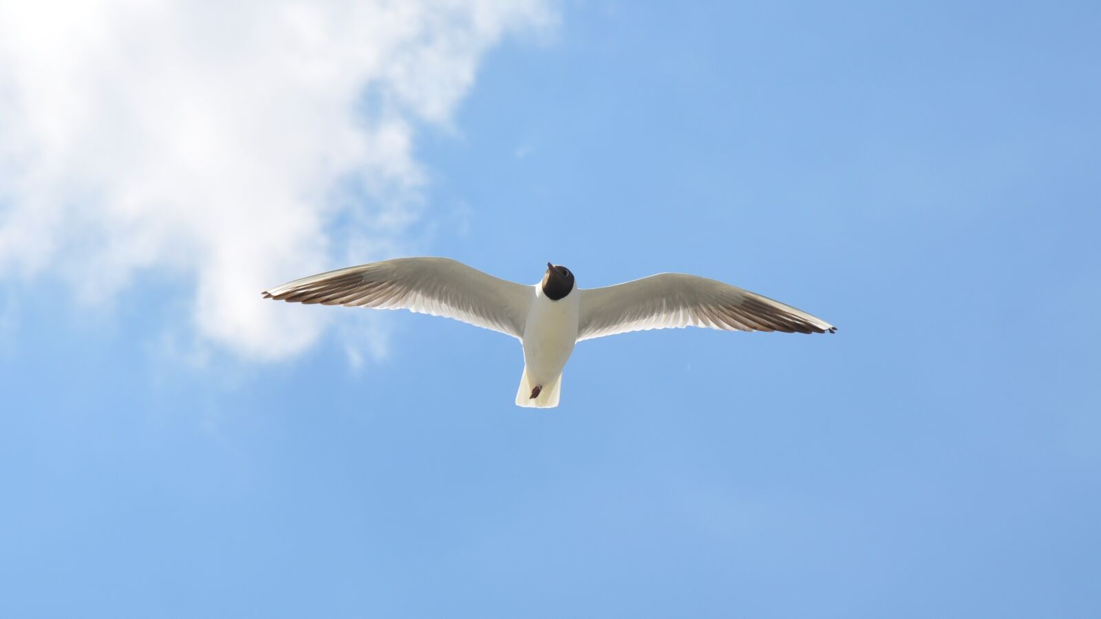 Nikon D90 sample photo. Birds, seagull, nature photography