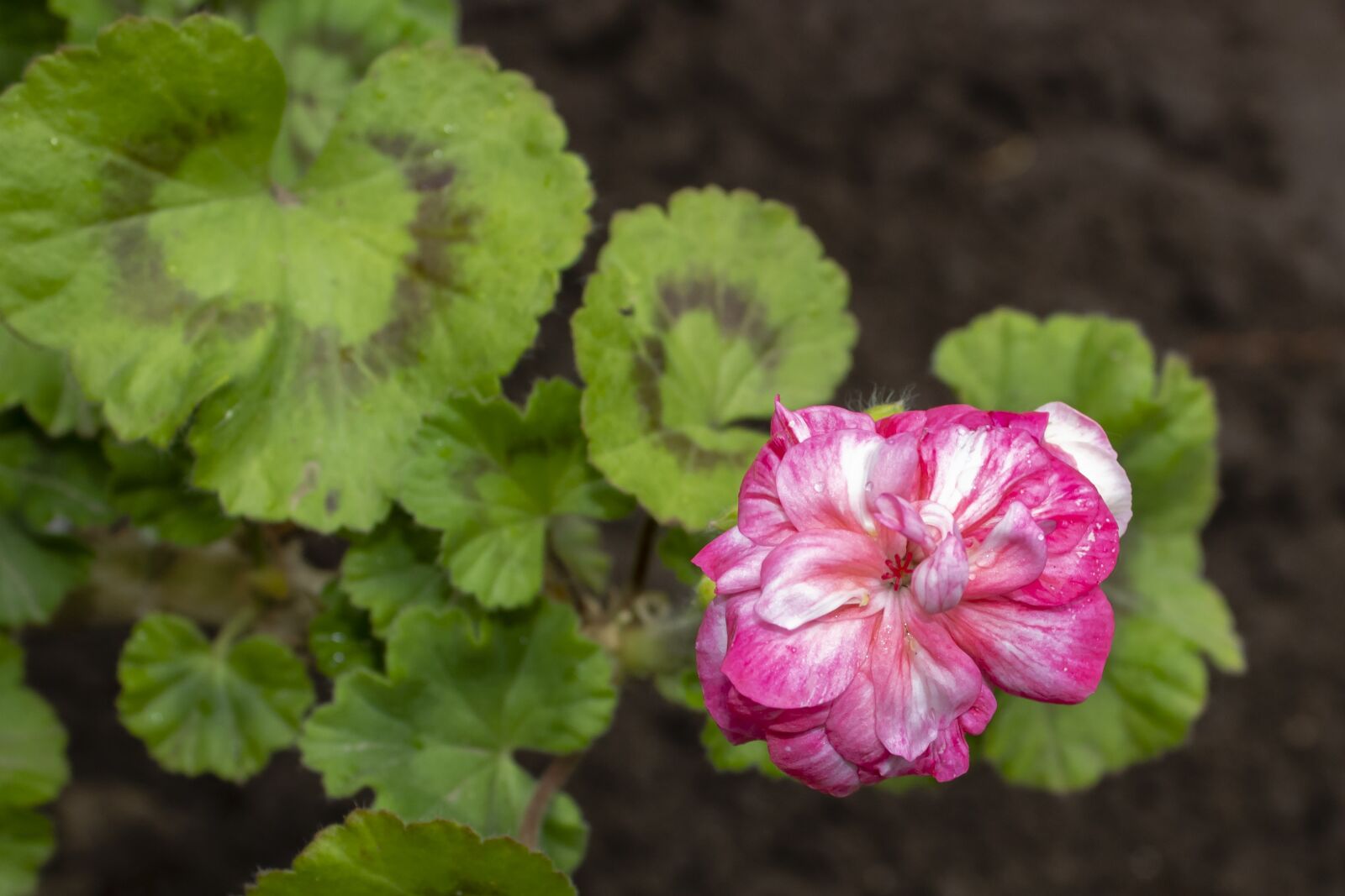 Canon EOS 1300D (EOS Rebel T6 / EOS Kiss X80) sample photo. Geranium, flower, blooms at photography
