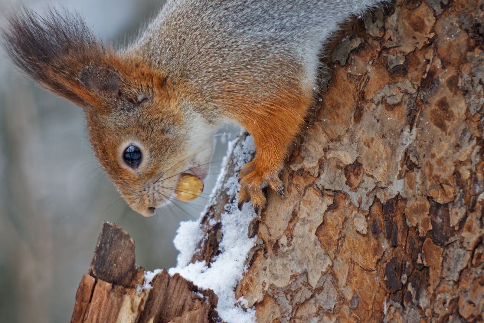 Canon EOS 500D (EOS Rebel T1i / EOS Kiss X3) sample photo. Squirrel, animal, nature photography