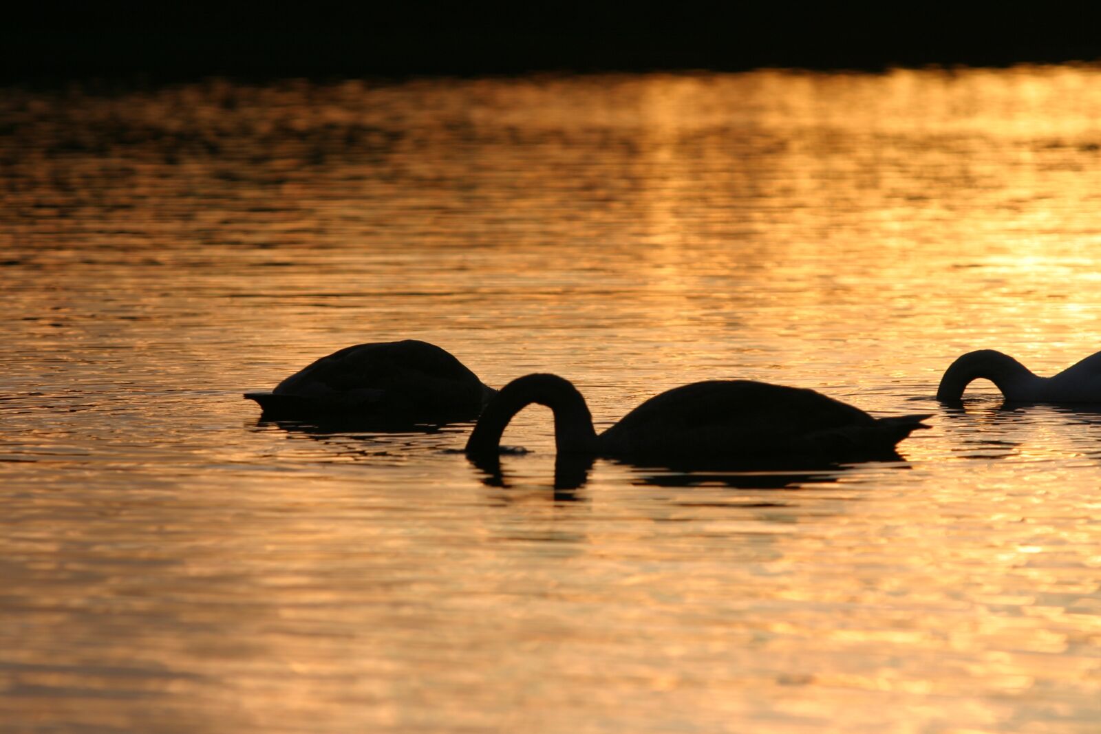 Canon EOS 10D sample photo. Swans, lake, sunset photography