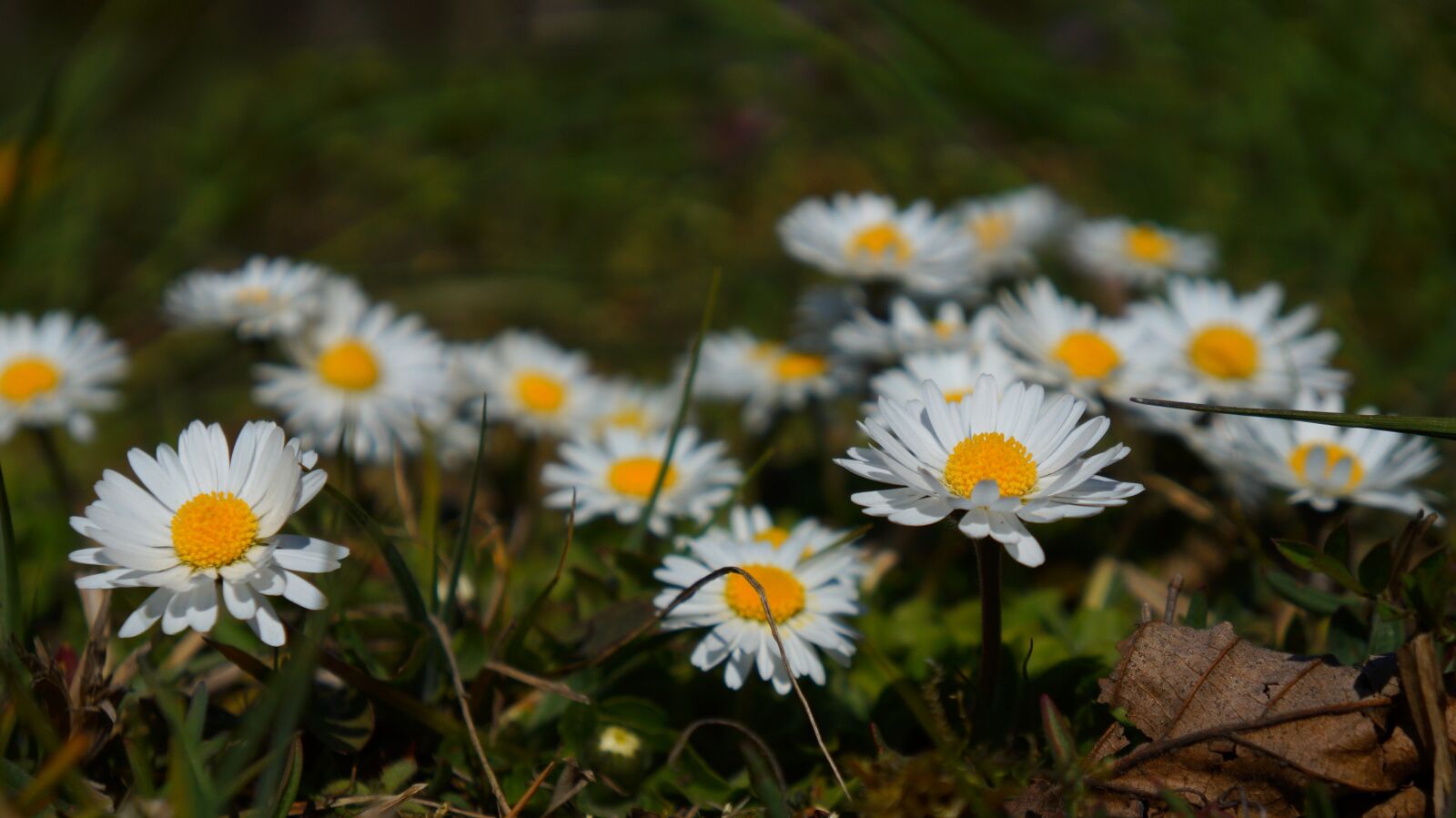 Sony Alpha a3000 sample photo. Nature, plants, flowers photography