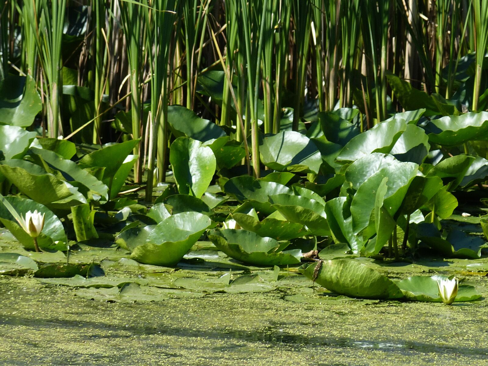Panasonic Lumix DMC-FZ150 sample photo. Danube, danube delta, delta photography