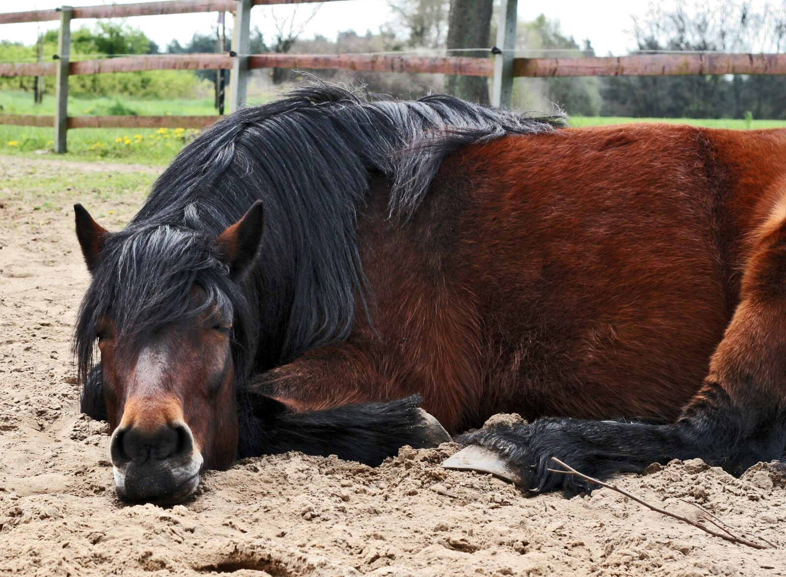 Canon EOS 20D sample photo. Pony, higland pony, gelding photography