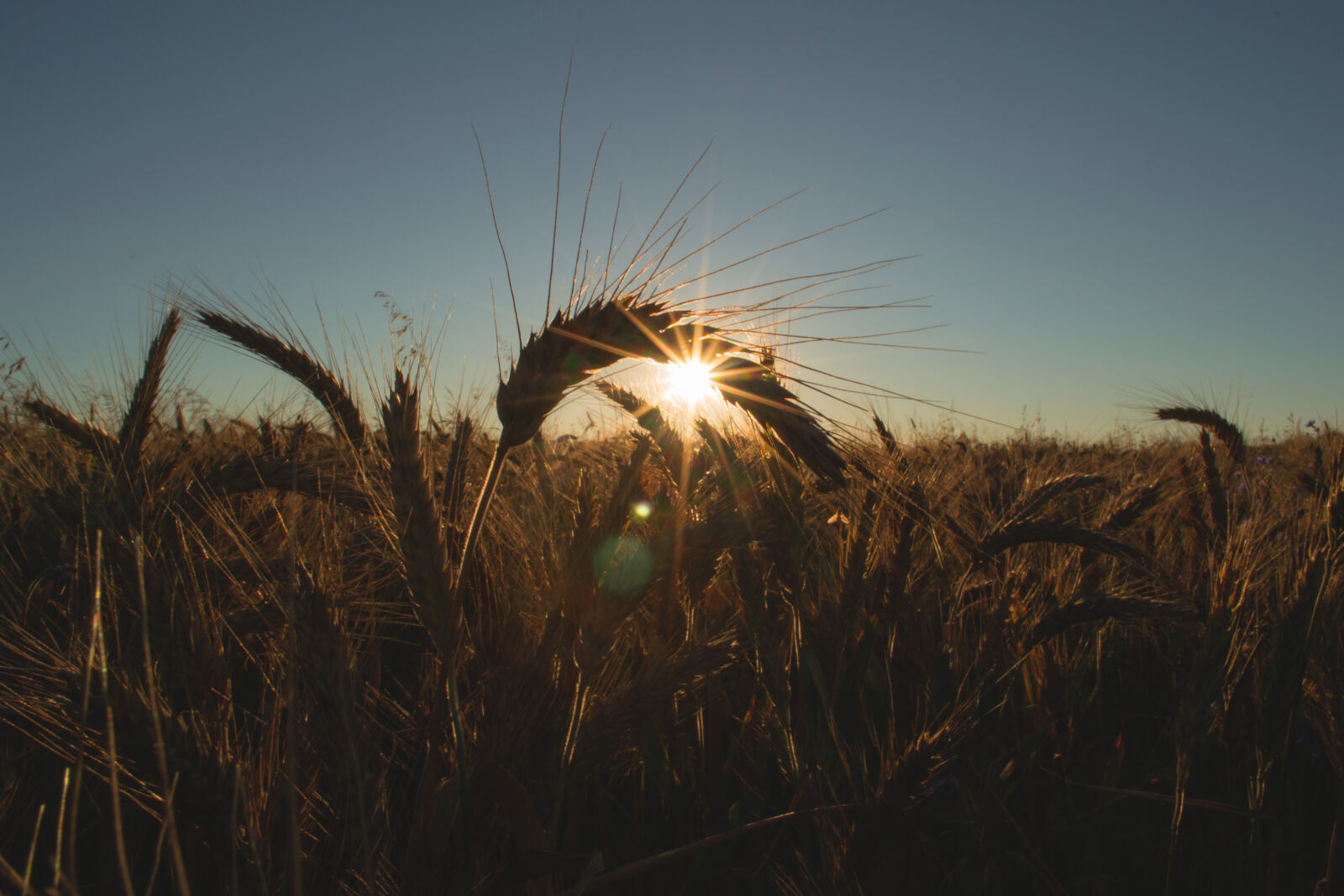 Nikon D3100 sample photo. Bread, light, sunset, field photography