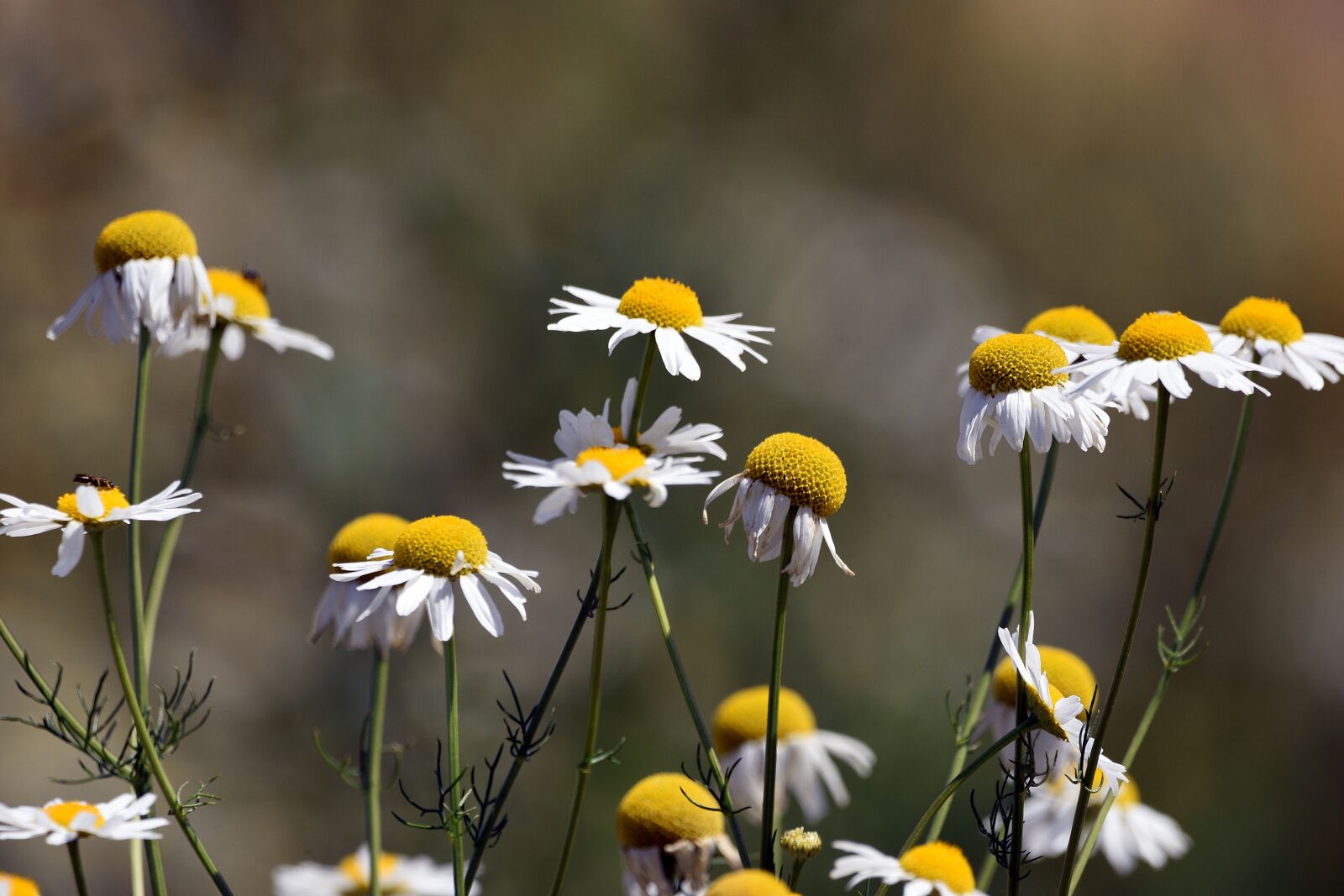 Nikon D3400 sample photo. Flowers, chamomile, meadow photography