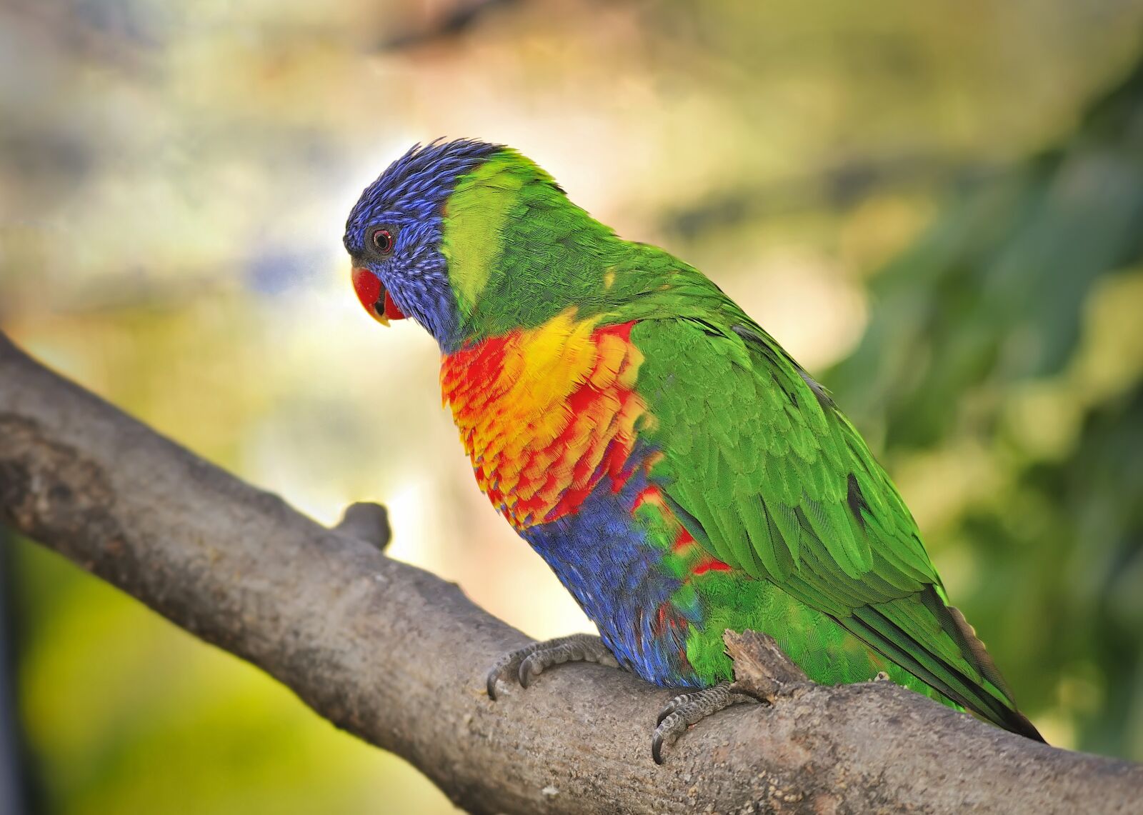 Nikon D300S sample photo. Animals, parrot, lorikeet photography