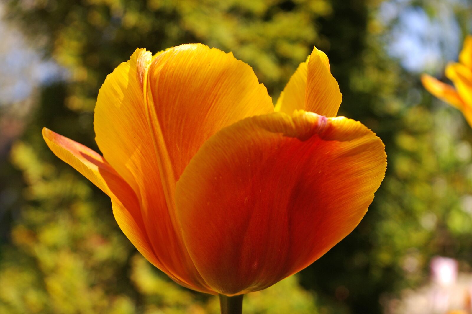Pentax *ist DL2 sample photo. Tulips, yellow tumor, orange photography